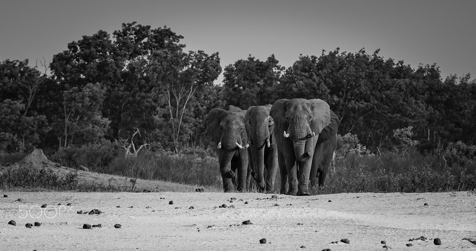 Nikon AF-S Nikkor 300mm F2.8G ED-IF VR sample photo. Elephant hawnge zimbabwe photography