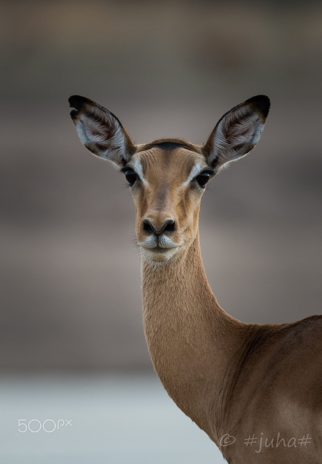 Nikon D810 sample photo. Impala ewe zambia photography