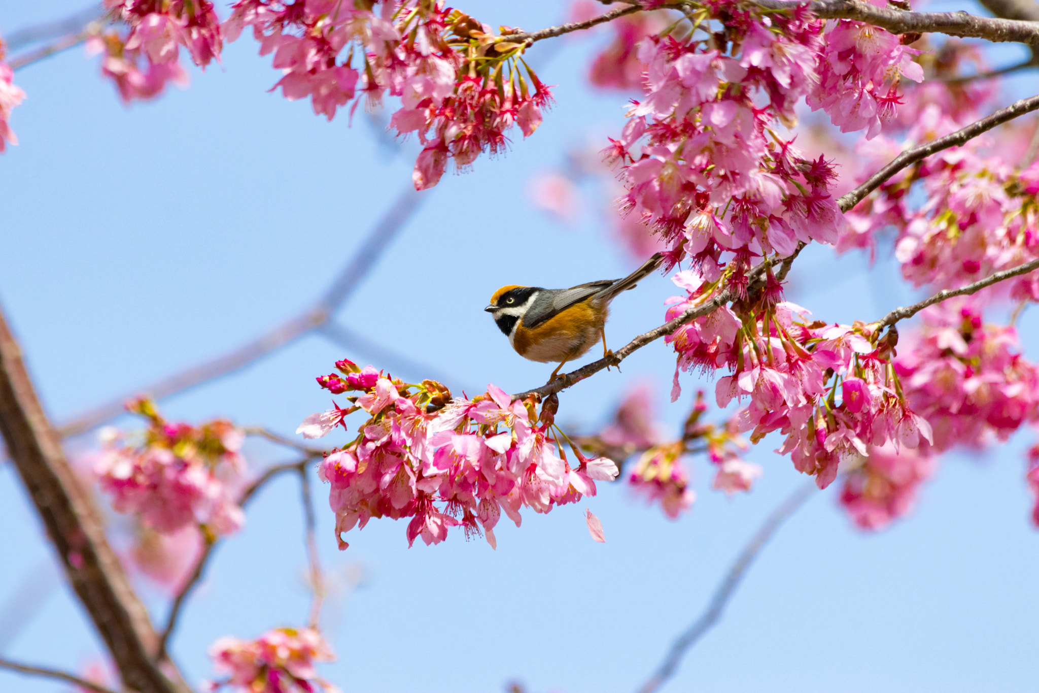 Canon EF 70-300mm F4-5.6 IS USM sample photo. 紅頭山雀 photography