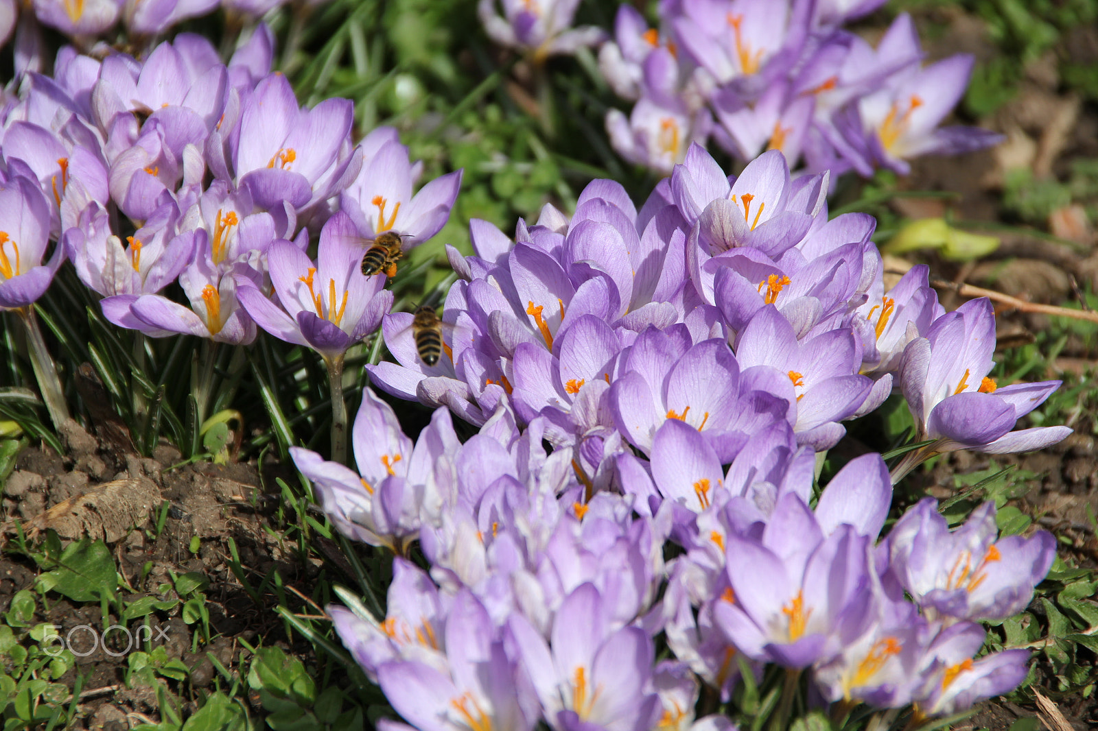 Canon EOS 550D (EOS Rebel T2i / EOS Kiss X4) sample photo. Bees on purple crocus photography