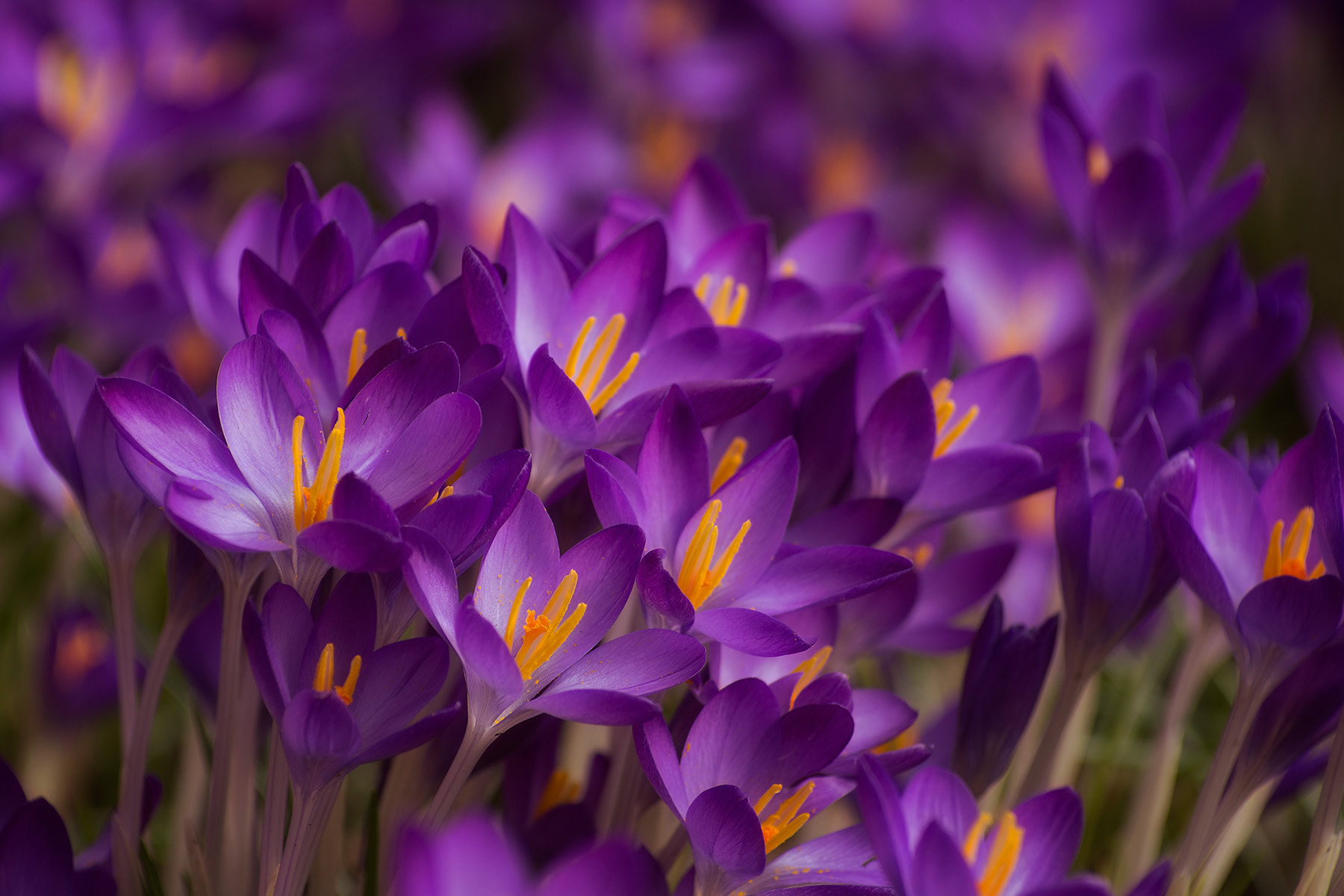 Pentax smc DA* 50-135mm F2.8 ED (IF) SDM sample photo. Krokusse photography