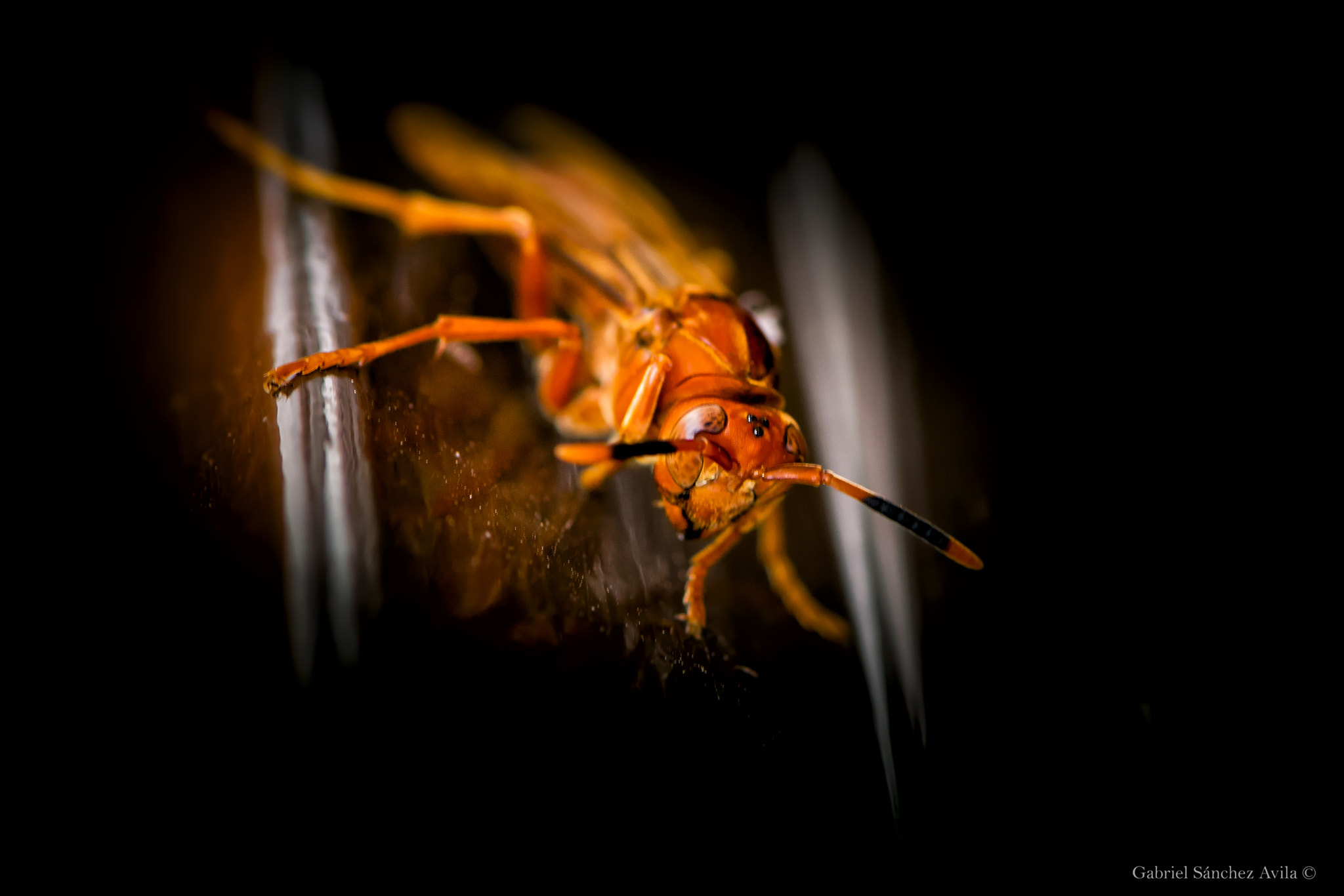 Nikon AF-S Micro-Nikkor 105mm F2.8G IF-ED VR sample photo. Wasp photography