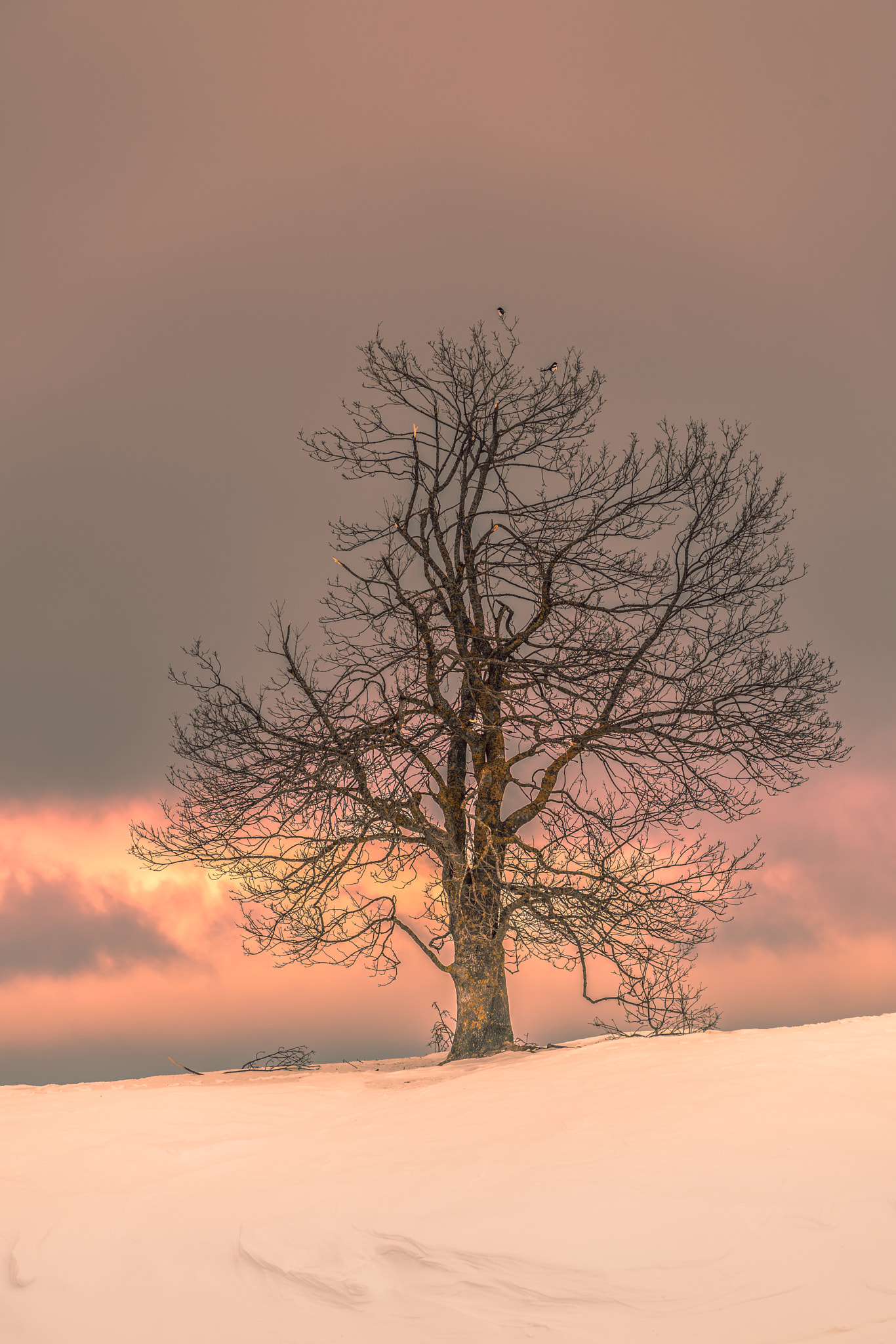 Sony a7R II + Sony FE 70-200mm F4 G OSS sample photo. The tree photography