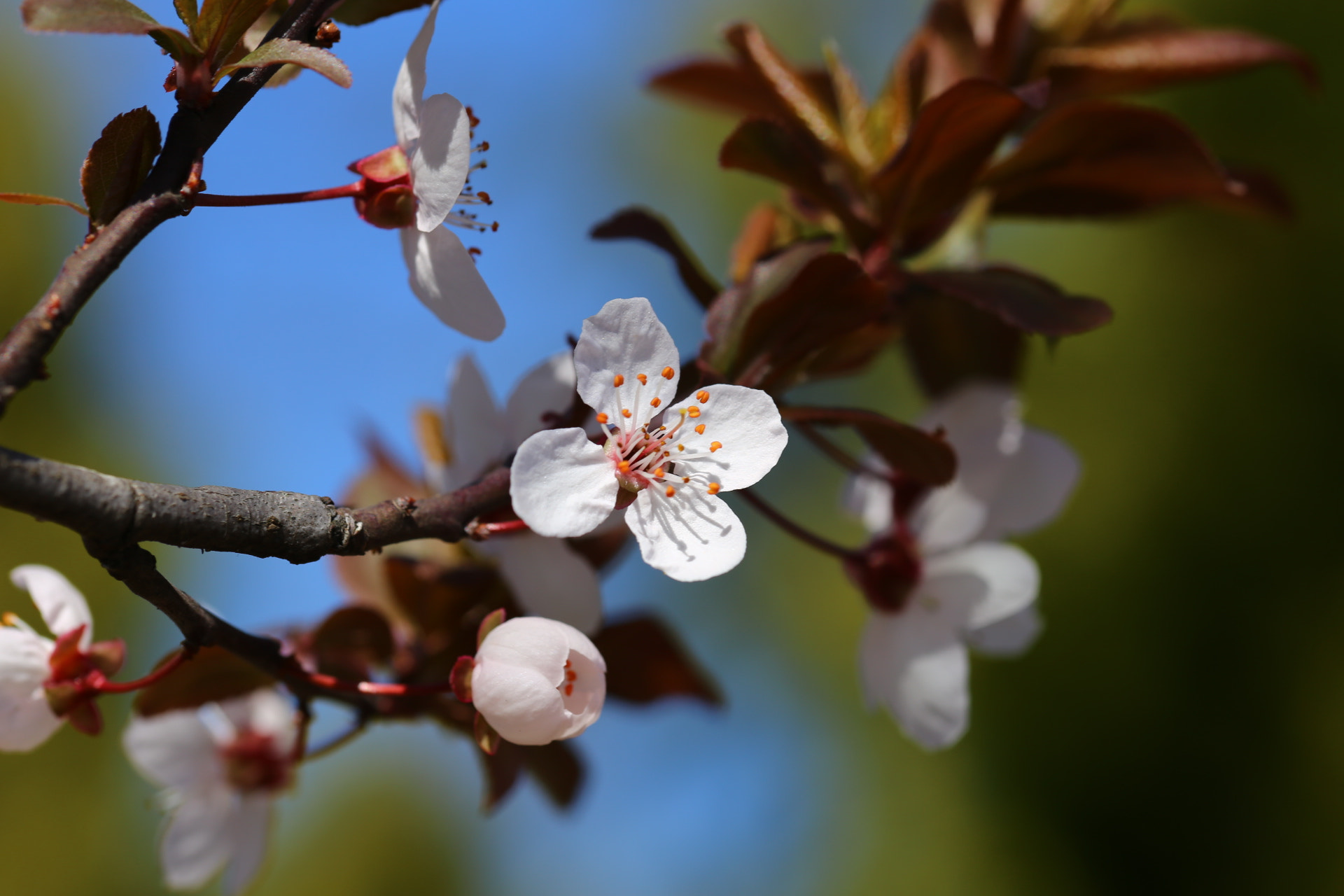 Sigma 105mm F2.8 EX DG OS HSM sample photo