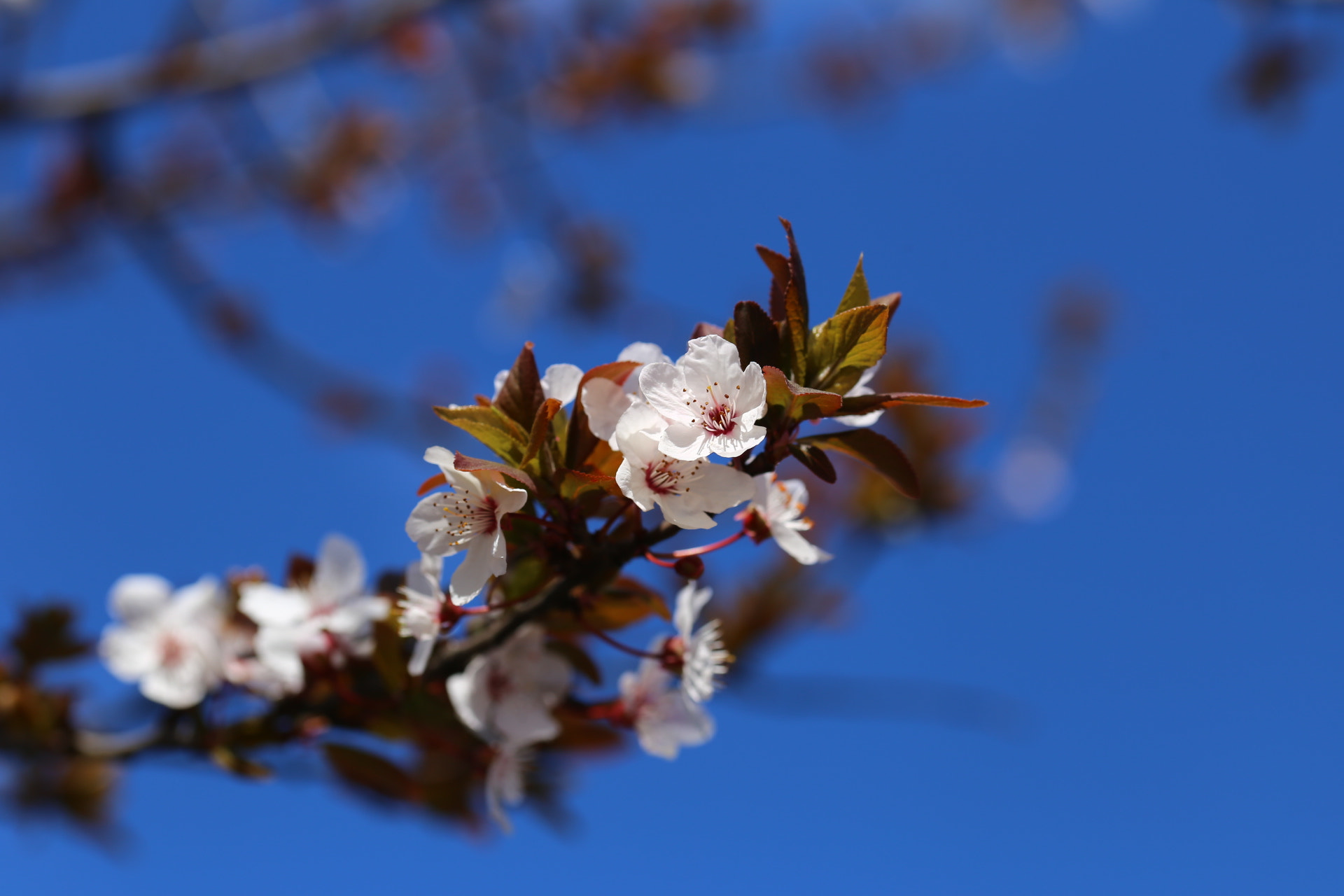Sigma 105mm F2.8 EX DG OS HSM sample photo