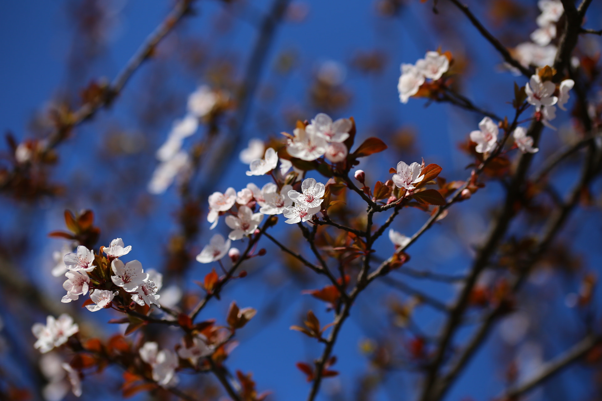 Sigma 105mm F2.8 EX DG OS HSM sample photo