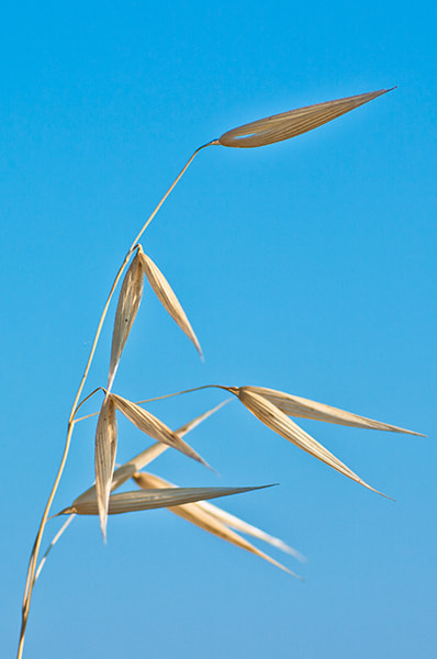 Pentax K20D + A Series Lens sample photo. Seeds in the wind photography