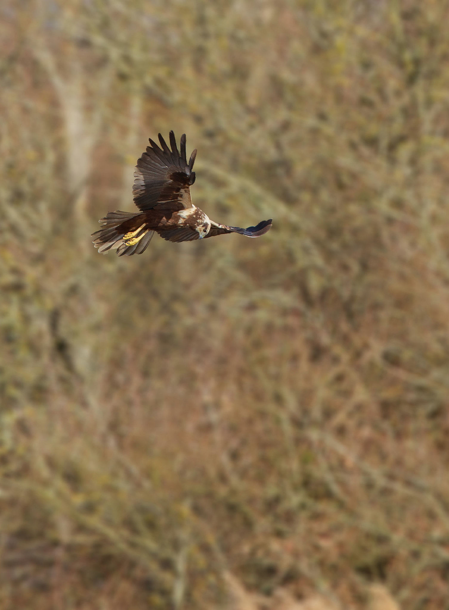 Canon EF 300mm F2.8L IS II USM sample photo. Busard des roseaux ( femelle ) photography