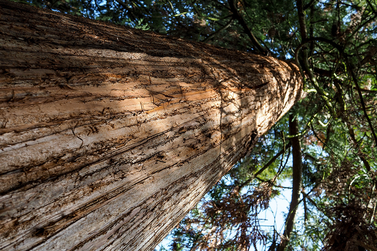 Olympus PEN-F + LUMIX G 14/F2.5 II sample photo. Trees are life ... photography