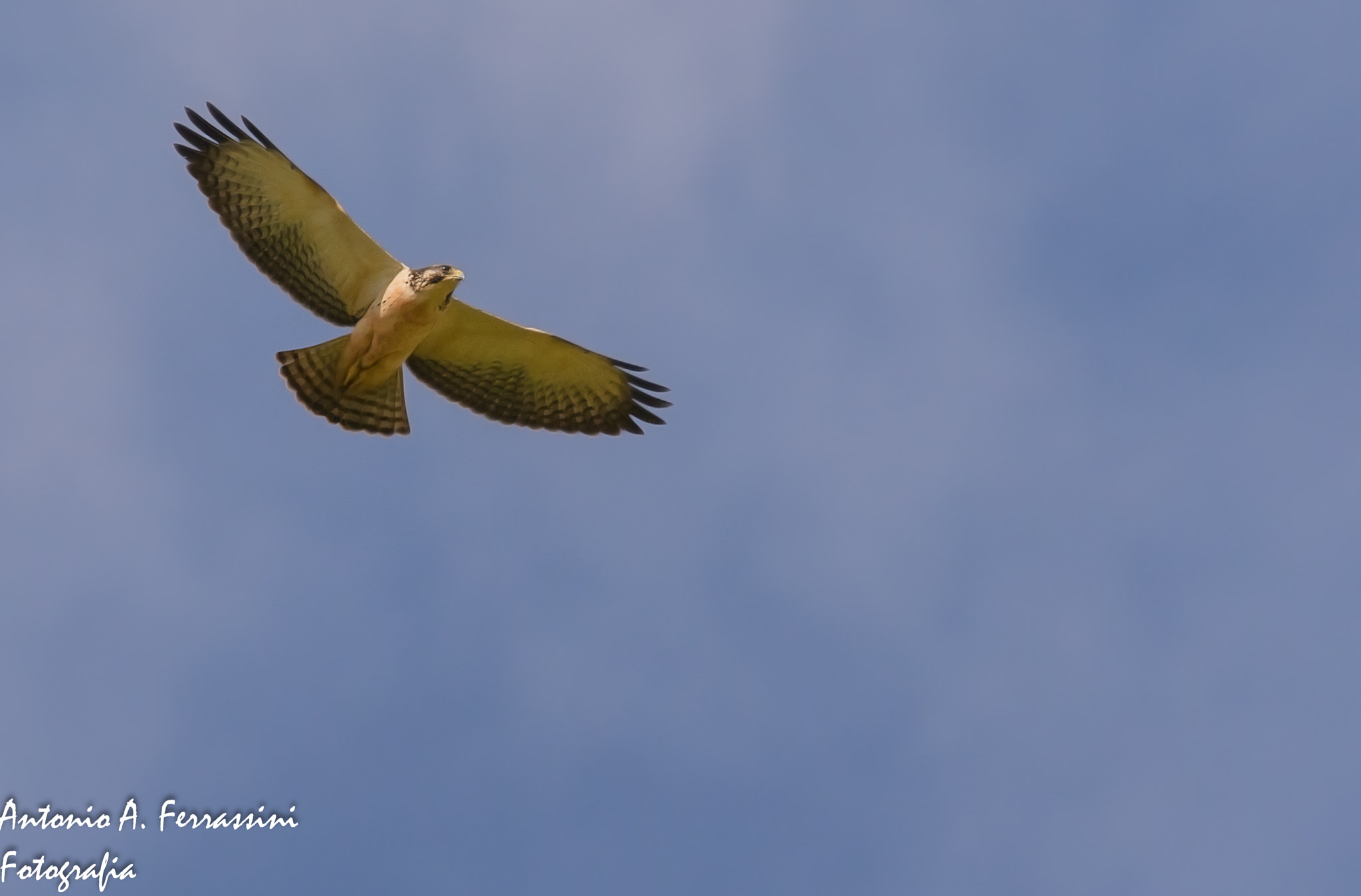 Nikon D610 sample photo. Gaviao de cauda curta photography