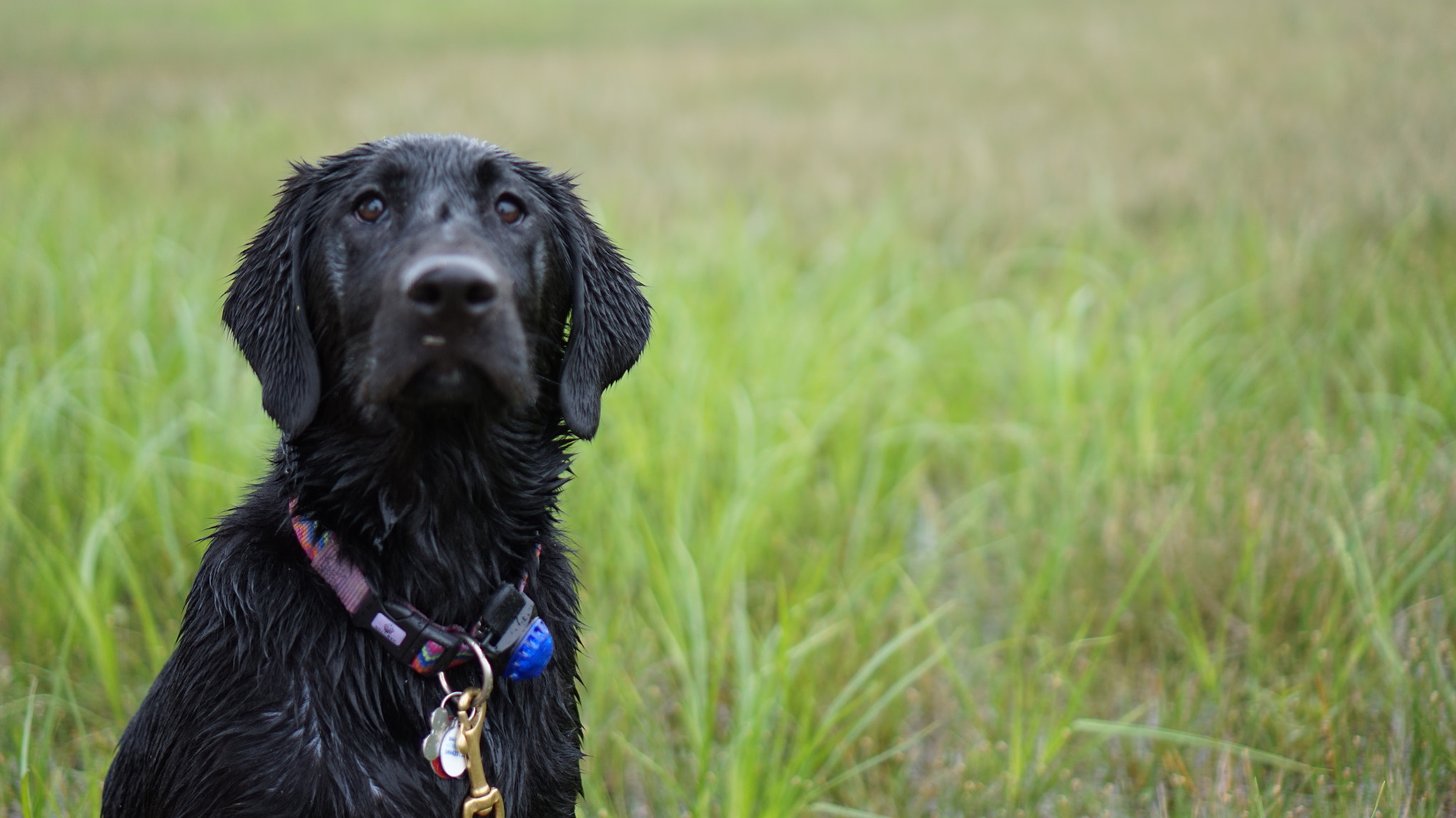 Sony Alpha a5000 (ILCE 5000) + Sony E 35mm F1.8 OSS sample photo. Pup photography