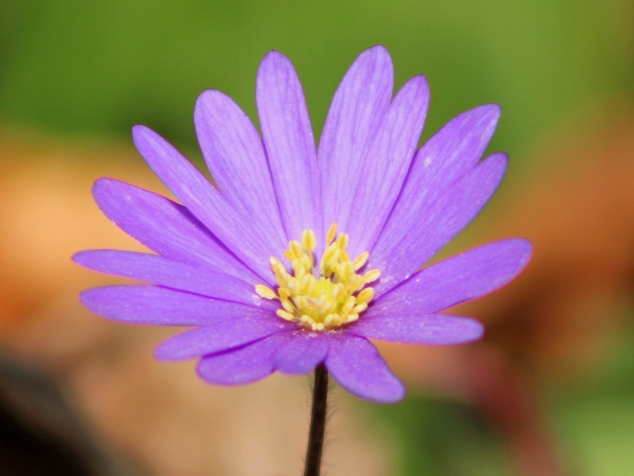 Canon EOS 600D (Rebel EOS T3i / EOS Kiss X5) + EF75-300mm f/4-5.6 sample photo. Flower photography