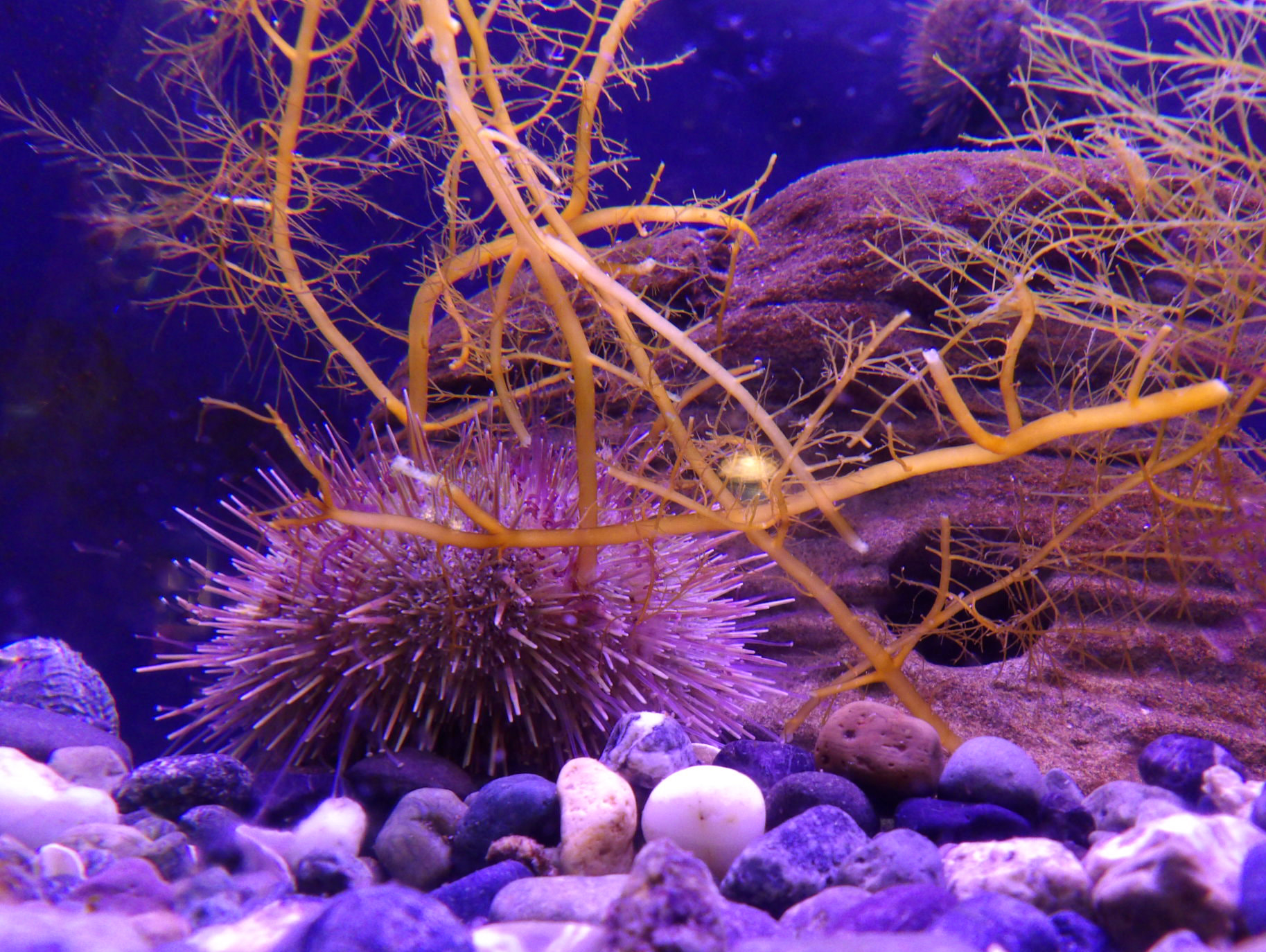 Kodak PIXPRO AZ521 sample photo. Sea urchin photography