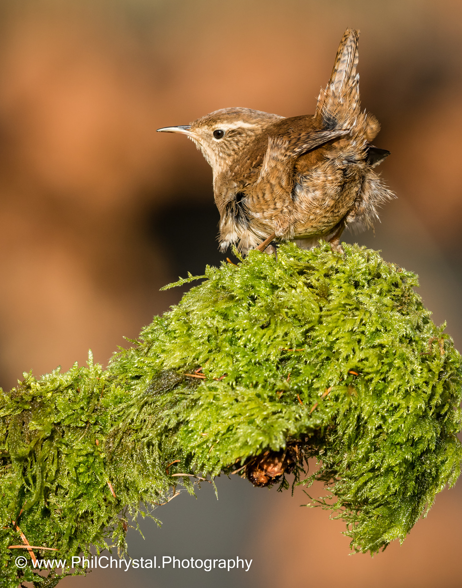 Canon EF 300mm F2.8L IS USM sample photo. Ruffled wren photography