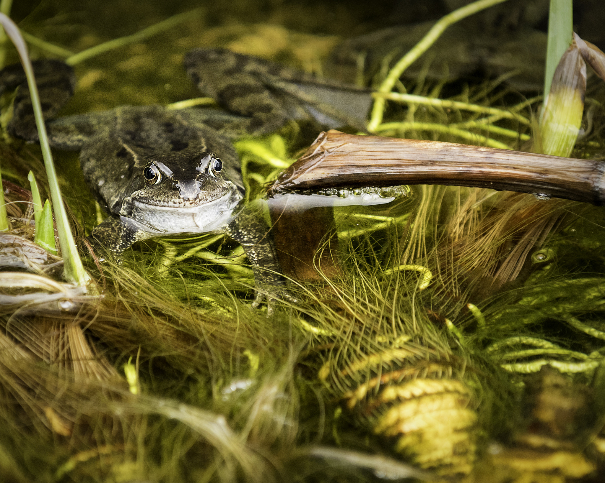 Nikon D810 sample photo. Frog photography