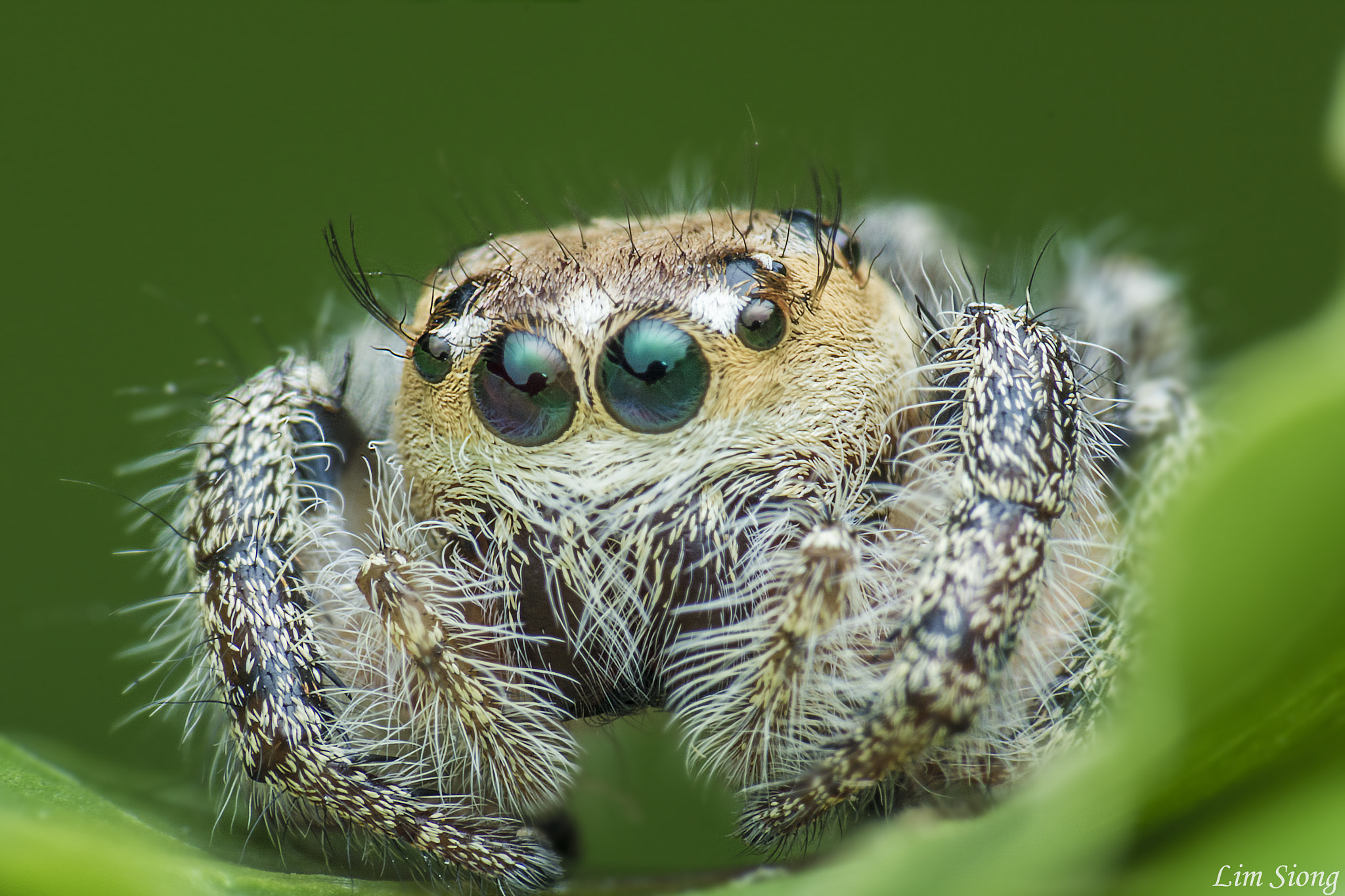 Sigma 70-300mm F4-5.6 APO DG Macro sample photo. Jumping spider photography