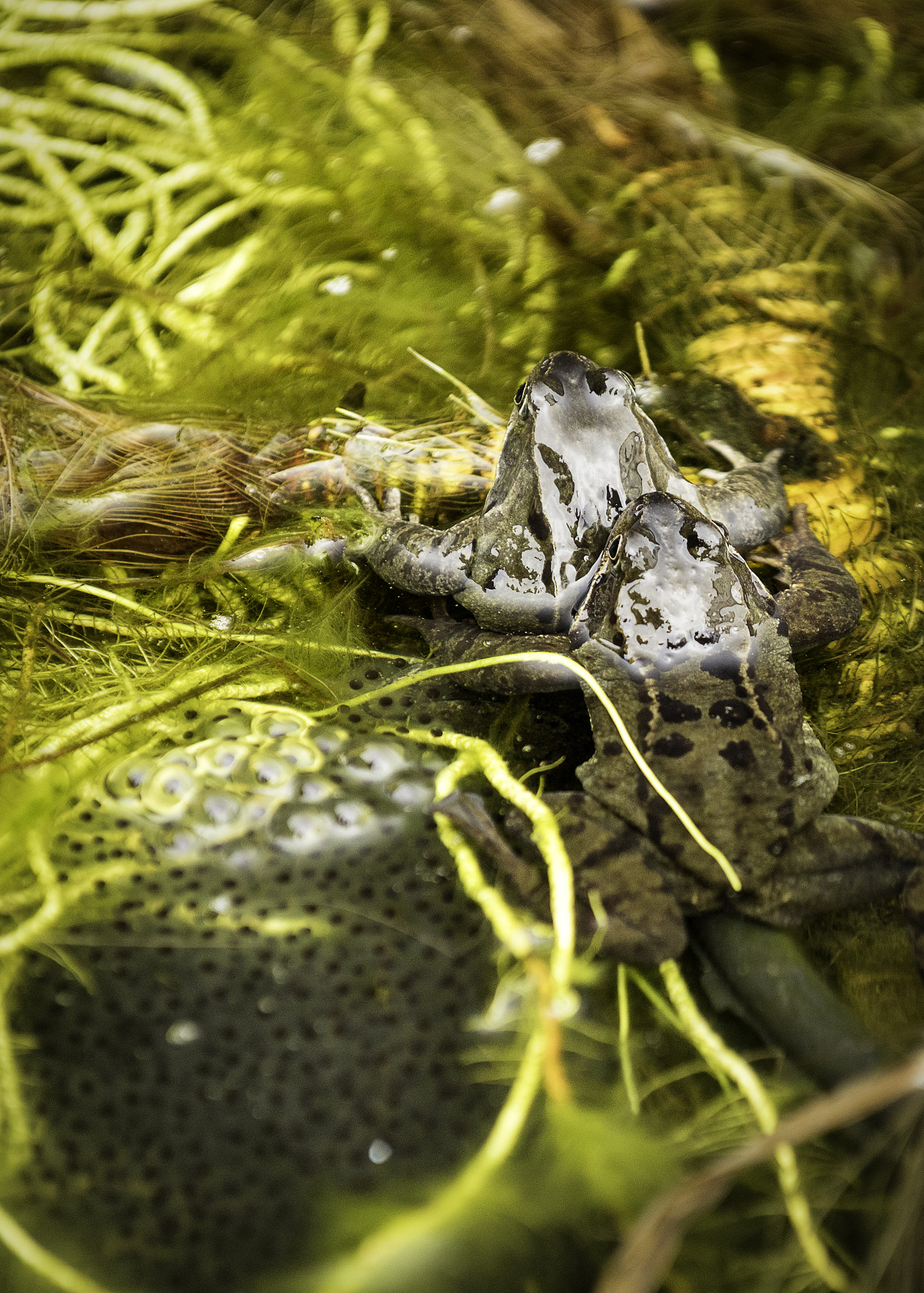 Nikon D810 sample photo. Frog photography