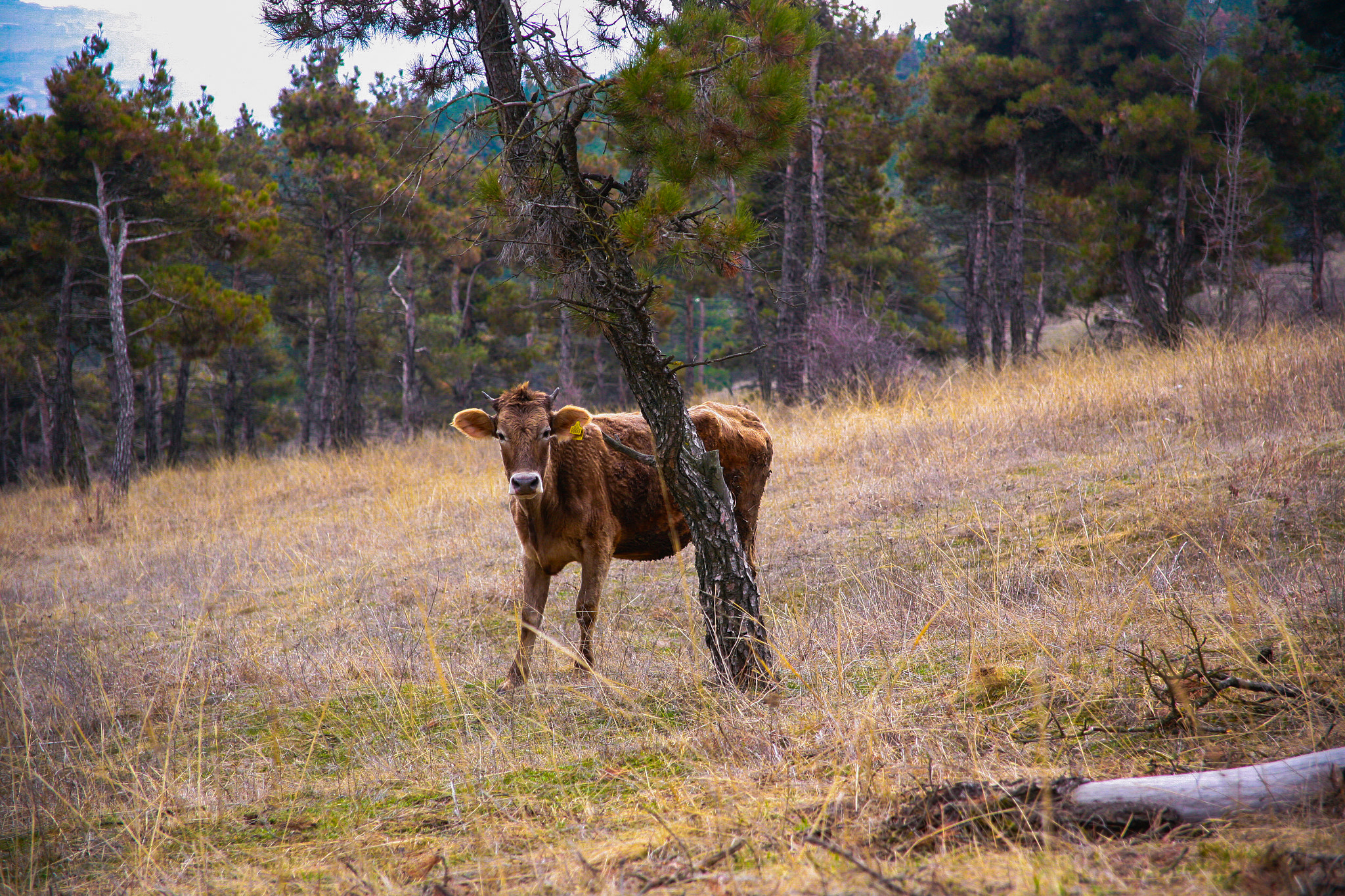 Canon EOS 5D + Canon EF 24-85mm F3.5-4.5 USM sample photo. Cow photography