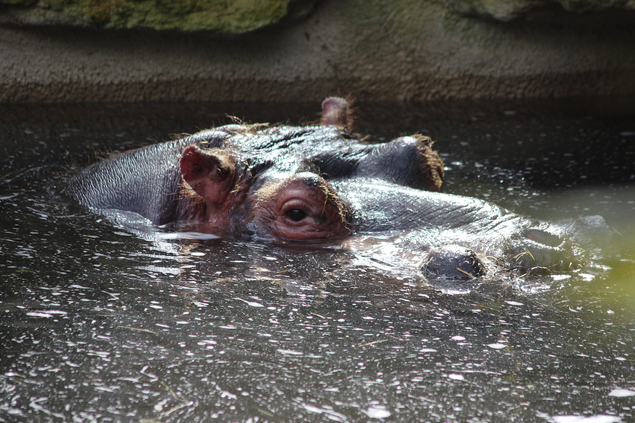 Canon EOS 1200D (EOS Rebel T5 / EOS Kiss X70 / EOS Hi) + Sigma 70-300mm F4-5.6 APO DG Macro sample photo. Hippopotame au zoo d'amnéville. photography