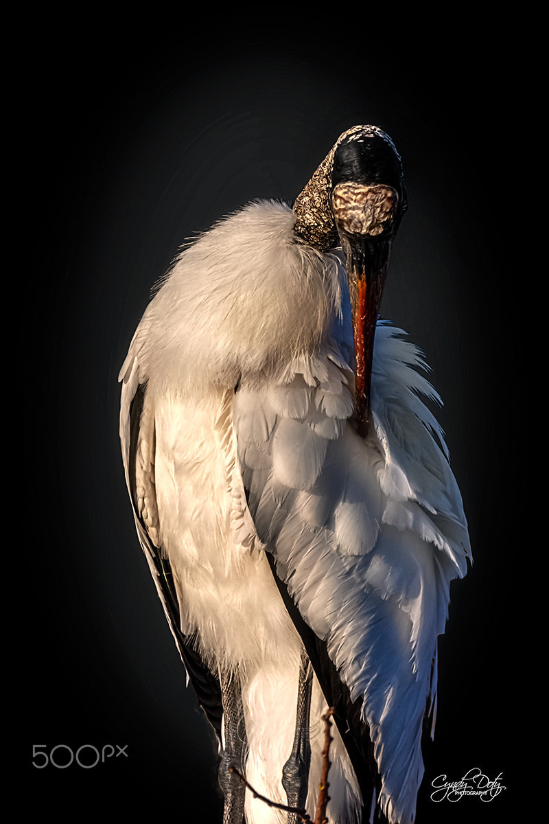 150-600mm F5-6.3 DG OS HSM | Contemporary 015 sample photo. Grooming photography