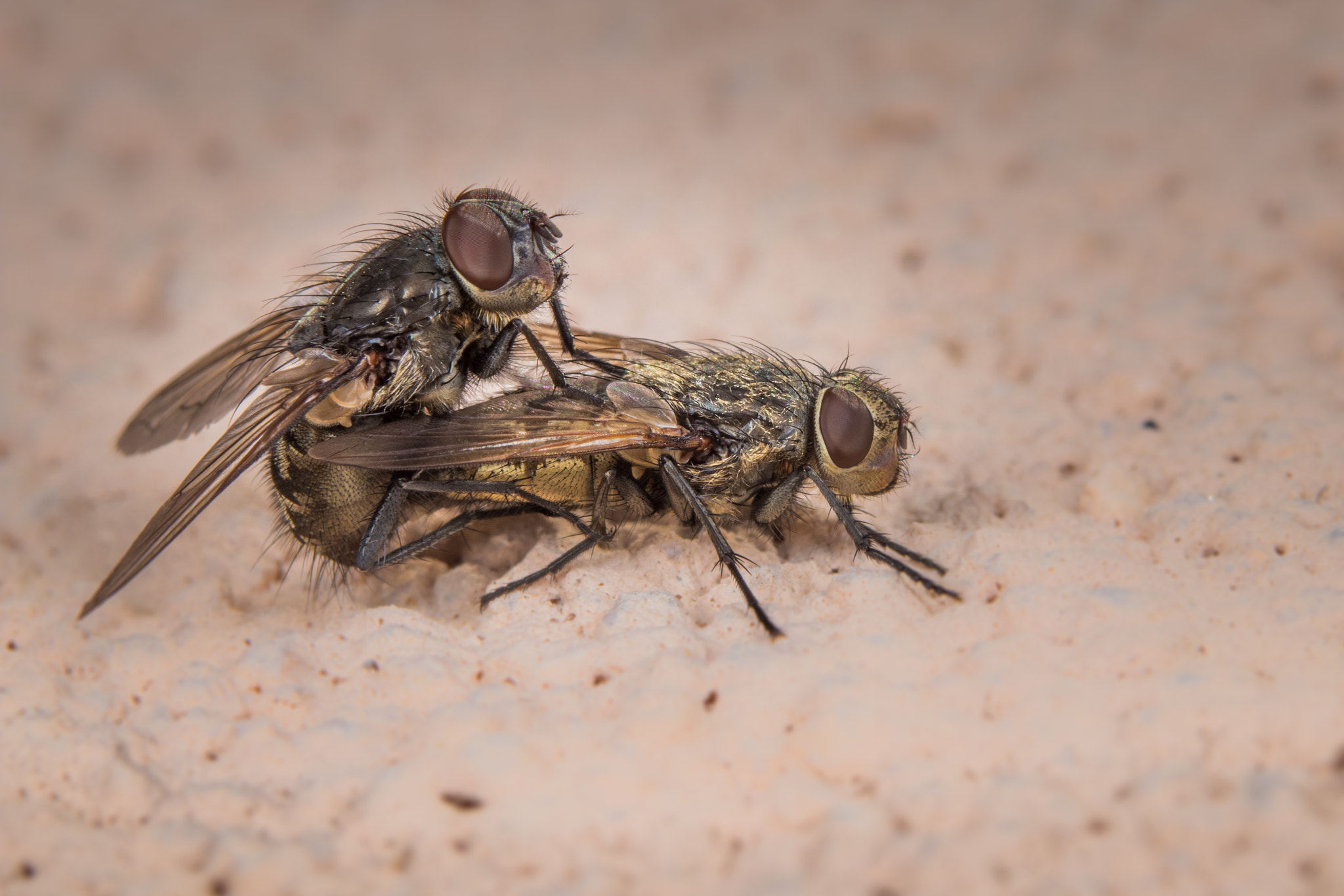 Canon EOS 80D + Sigma 105mm F2.8 EX DG OS HSM sample photo. F...ing flies photography