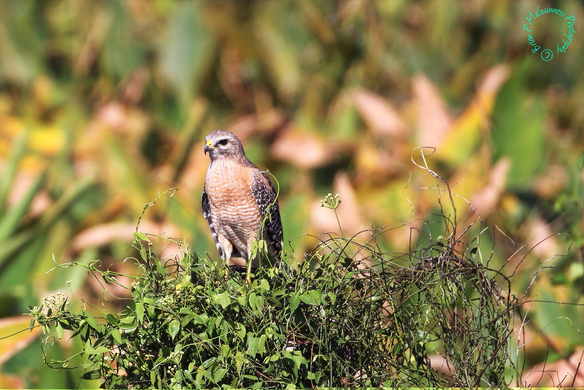 Canon EOS 7D + Canon EF 100-400mm F4.5-5.6L IS II USM sample photo. Red shouldered hawk photography