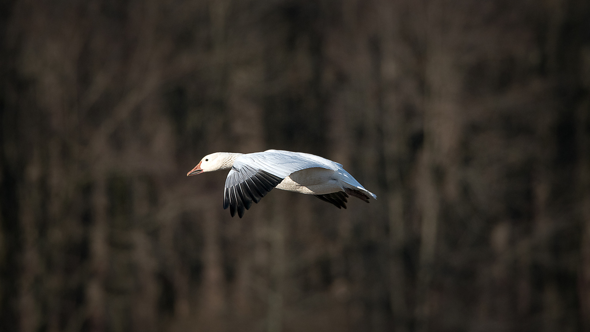 Nikon D750 + Sigma 50mm F2.8 EX DG Macro sample photo. Headin' home photography