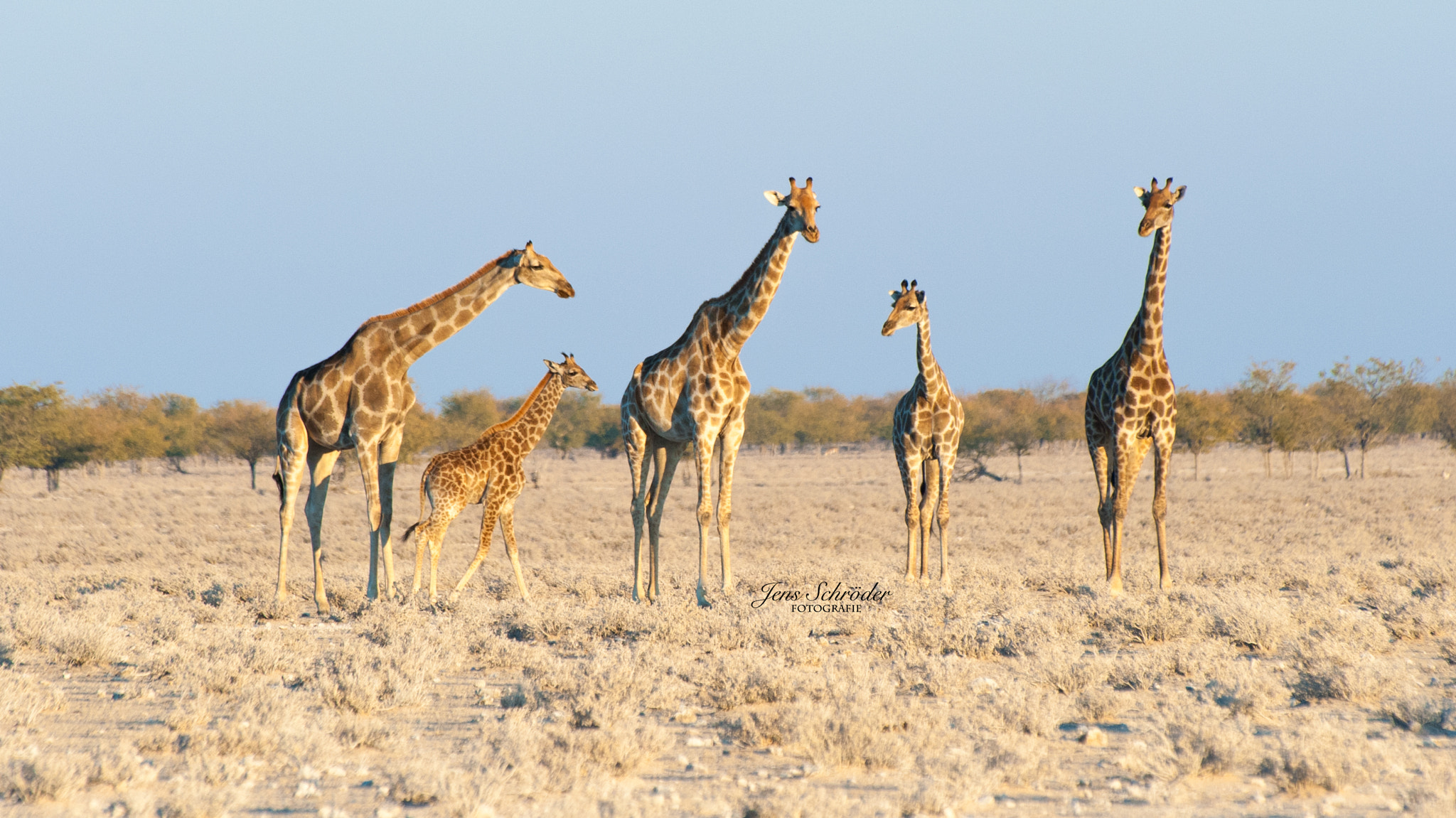 Nikon D700 sample photo. Giraffen photography
