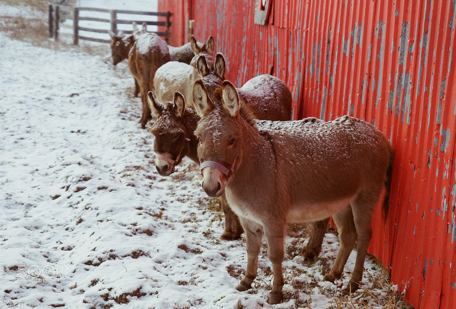 Sony SLT-A57 + Sony DT 16-50mm F2.8 SSM sample photo. Snow donkey photography