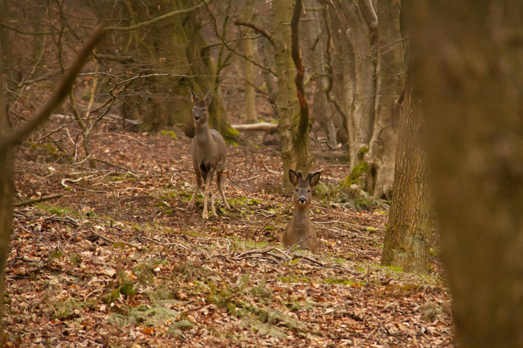Canon EOS 50D sample photo. Roe deer, chevin forest photography