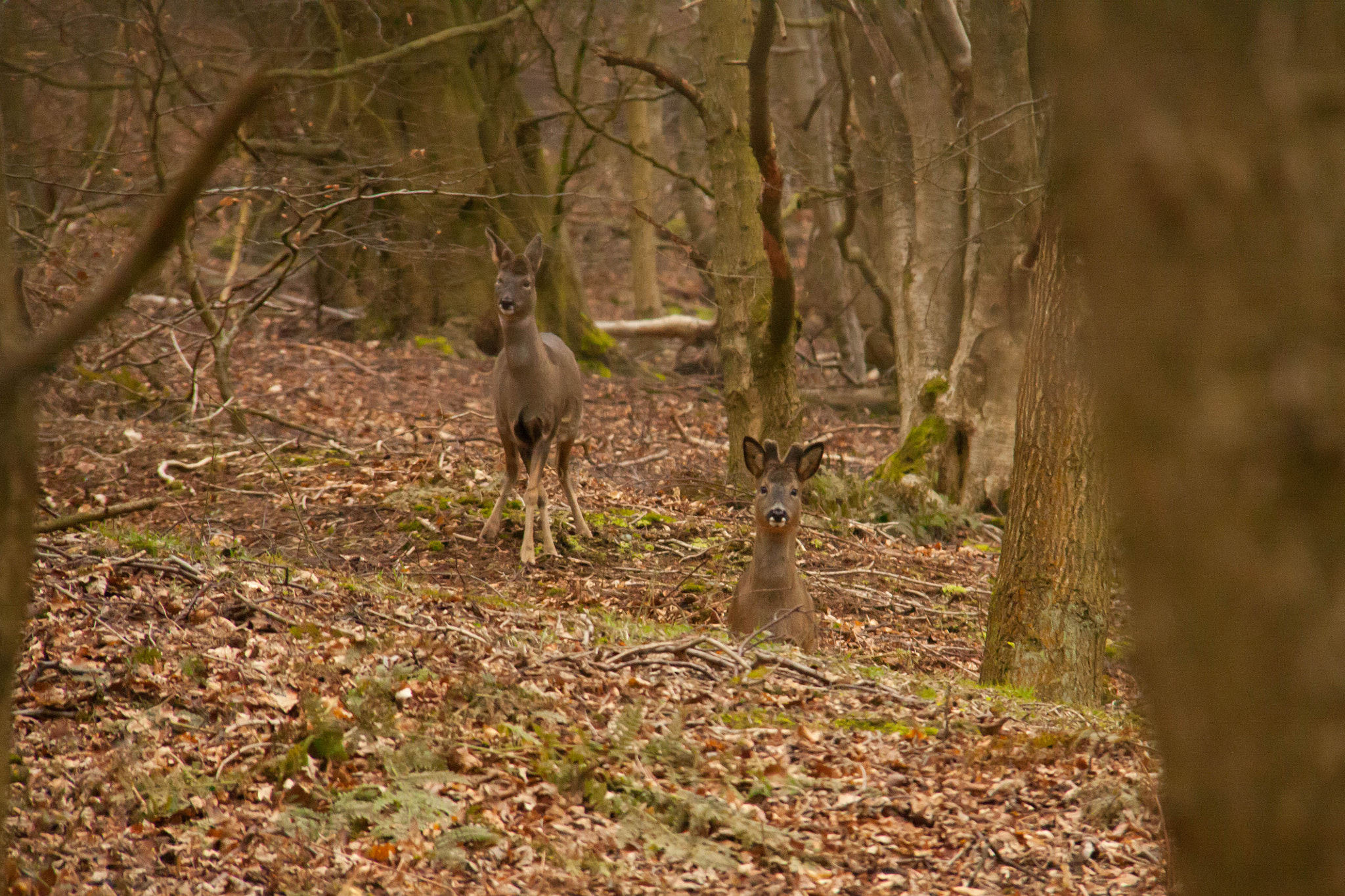 Canon EF-S 18-200mm F3.5-5.6 IS sample photo. Roe deer, chevin forest photography