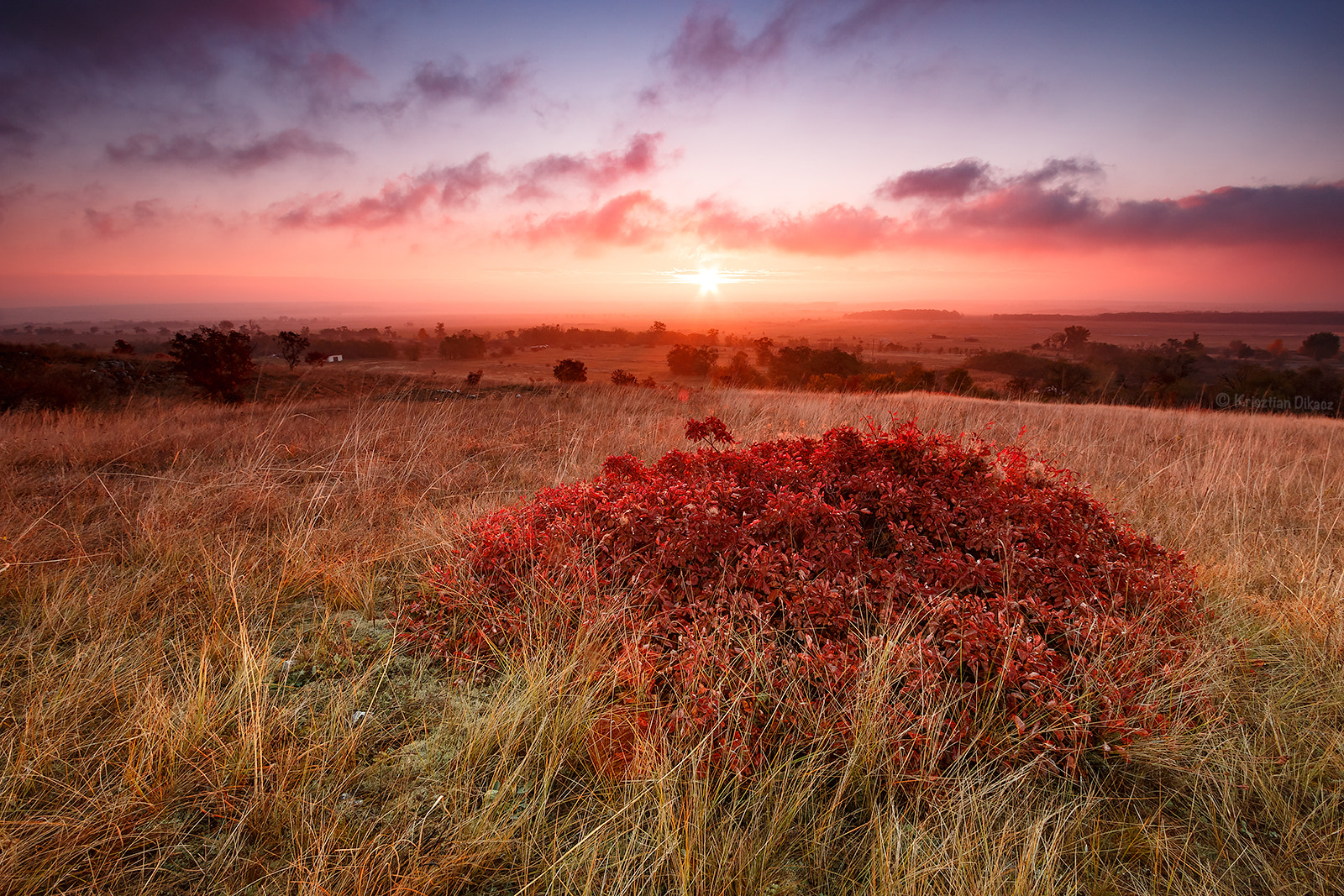 Canon EF-S 10-22mm F3.5-4.5 USM sample photo. Sumac in sunrise photography