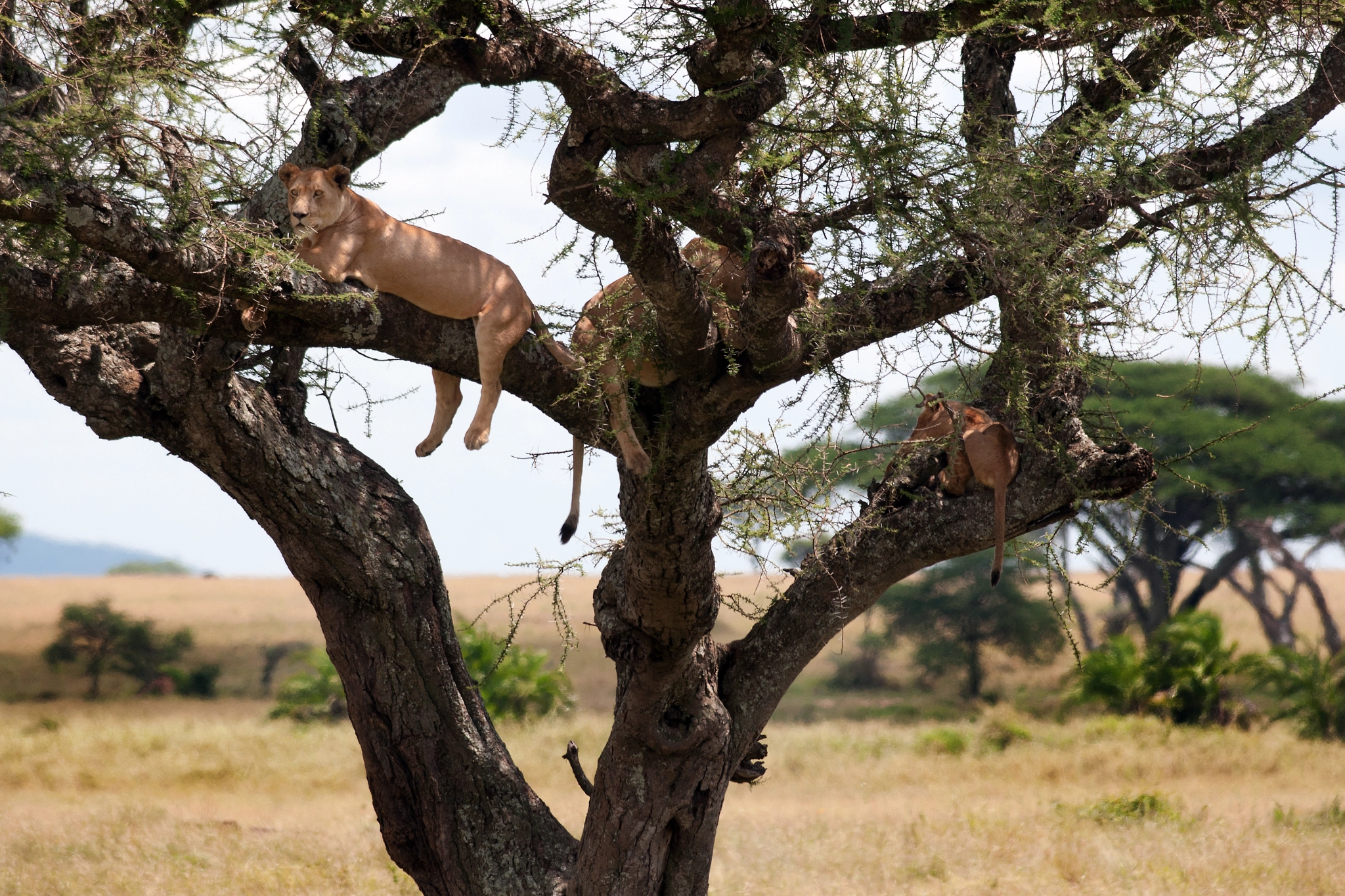 Nikon D300S + Nikon AF-S Nikkor 300mm F4D ED-IF sample photo. Liontree photography