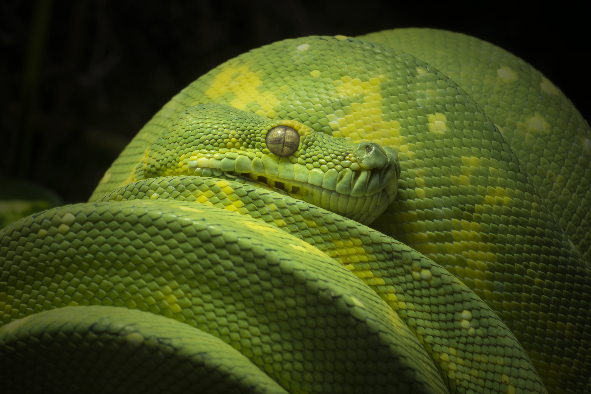 Sigma 150mm F2.8 EX DG OS Macro HSM sample photo. Green bends photography