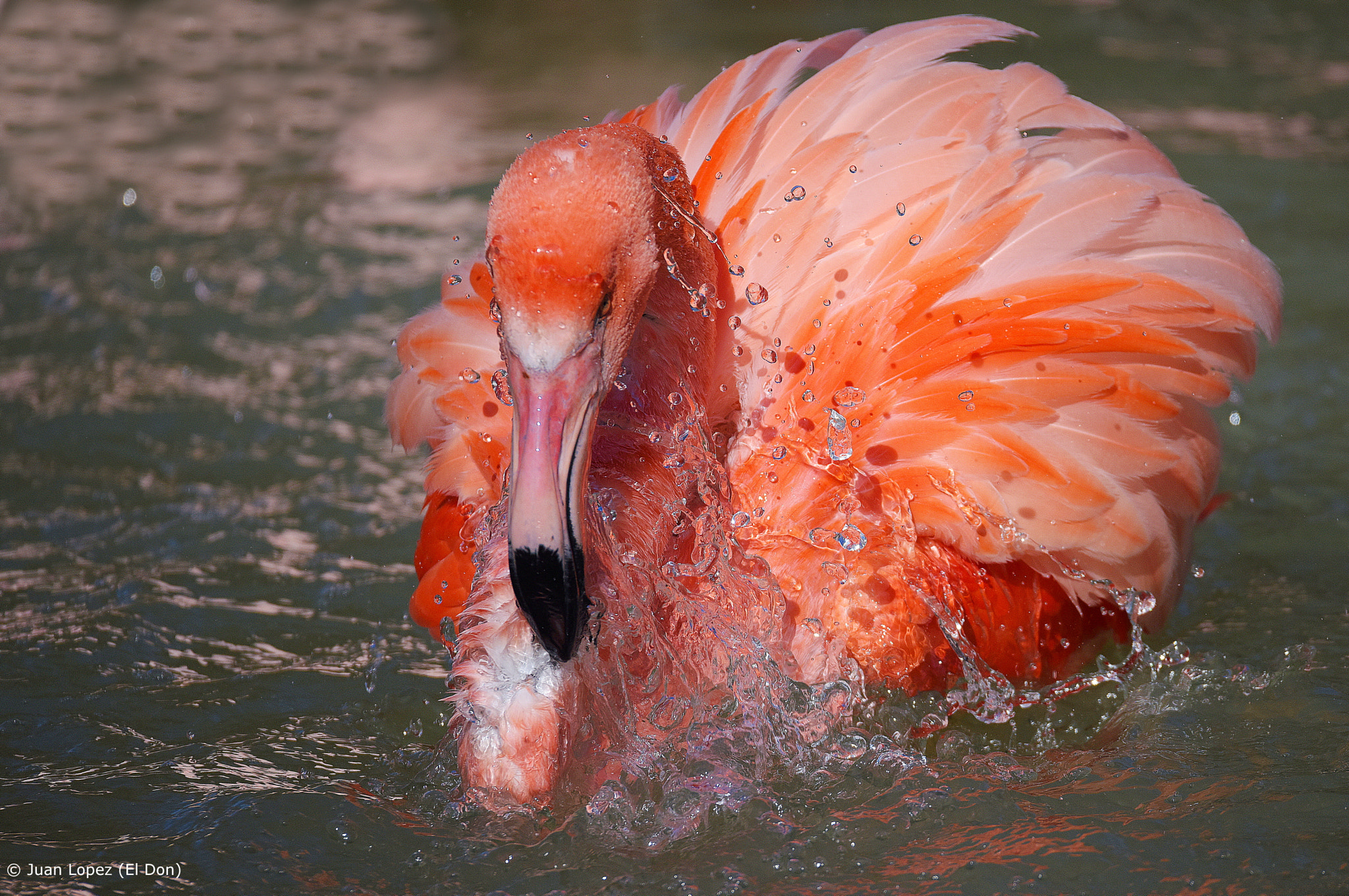 Sigma 150-600mm F5-6.3 DG OS HSM | S sample photo. Flamingo photography