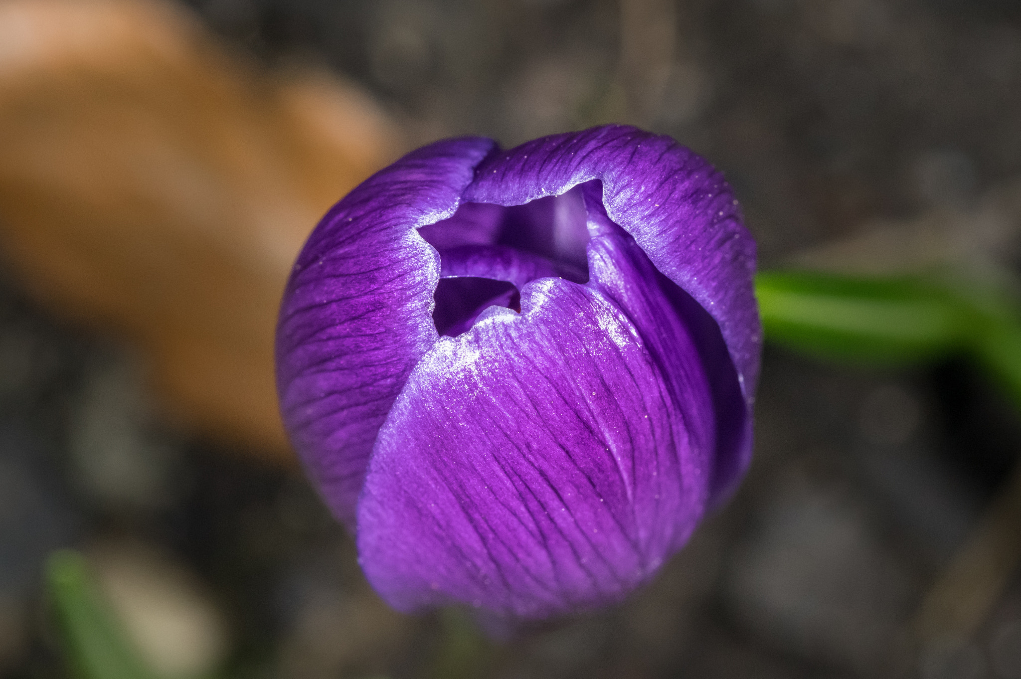 Samsung/Schneider D-XENON 100mm F2.8 Macro sample photo. Spring iii photography