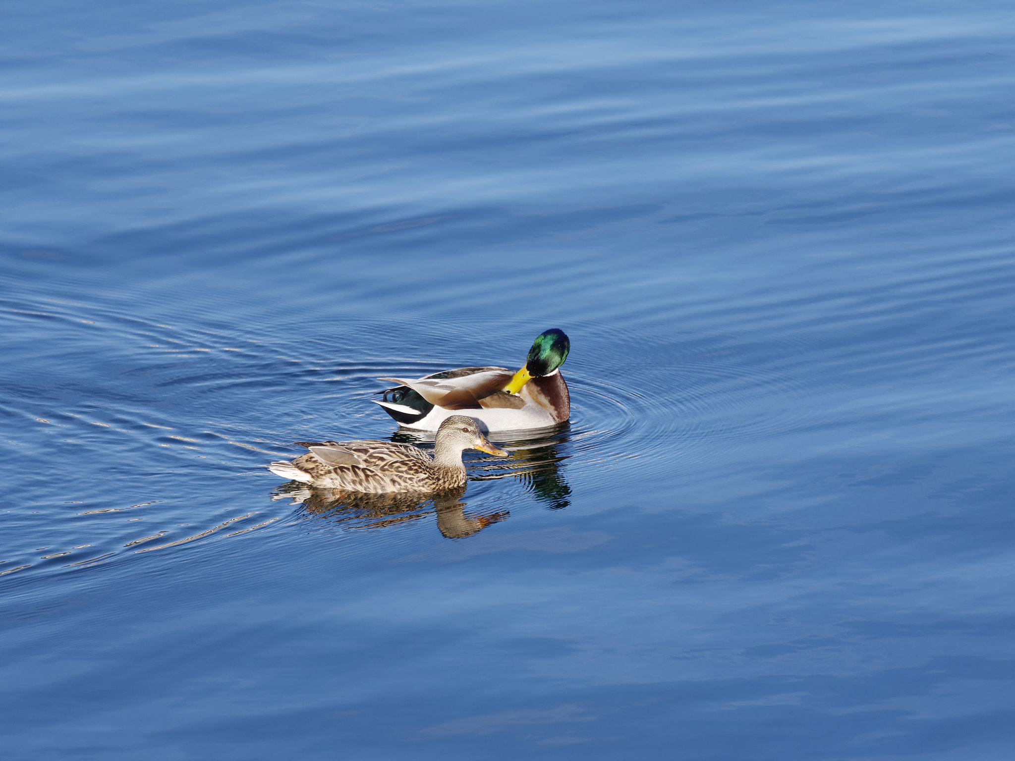 LUMIX G VARIO 45-150/F4.0-5.6 sample photo. Mallards in the spring photography