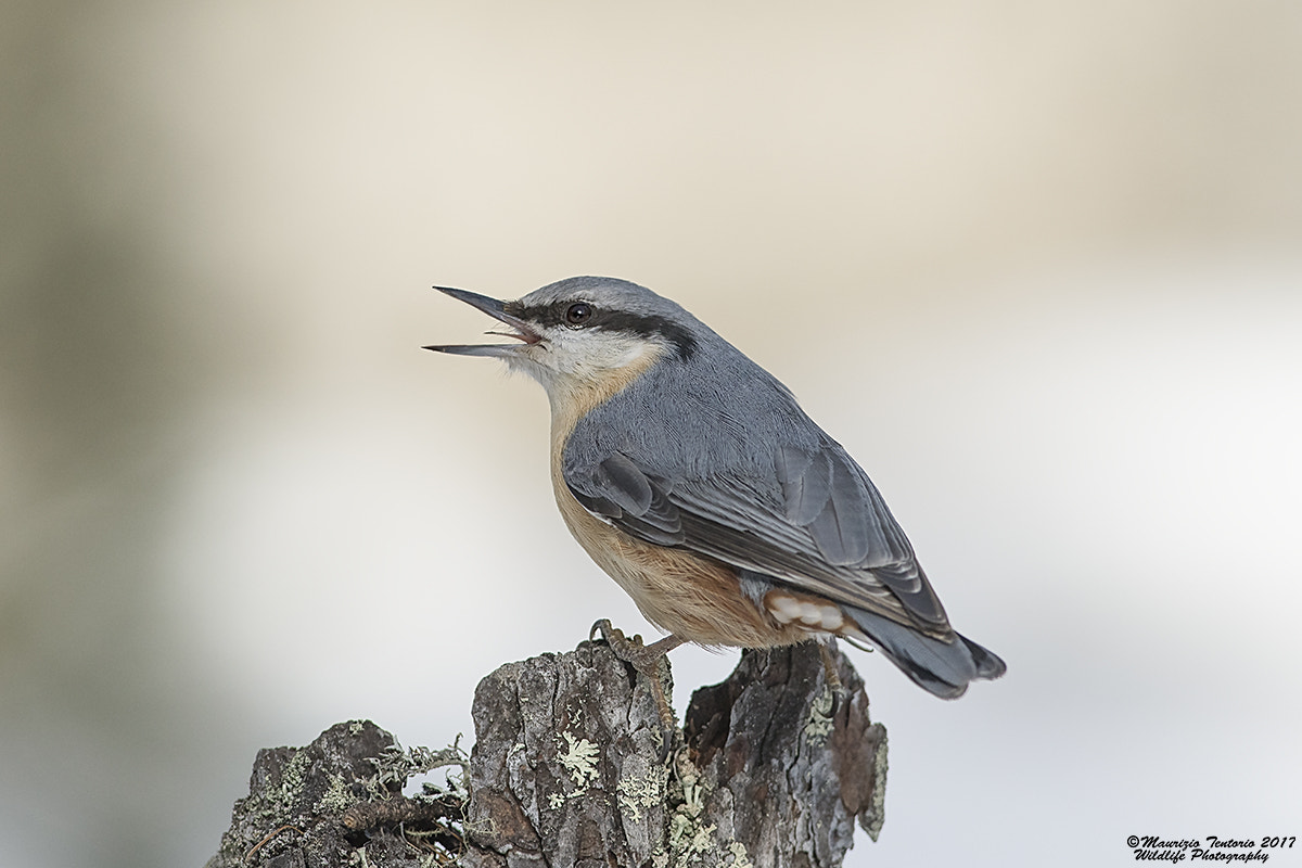 Nikon AF-S Nikkor 300mm F2.8G ED VR II sample photo. Picchio muratore sitta europaea photography