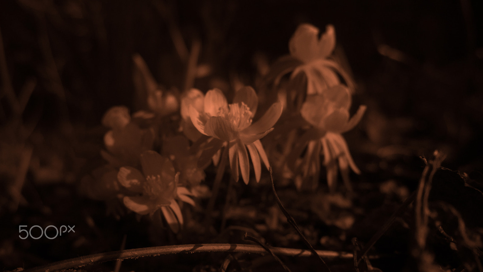 Panasonic Lumix DMC-GX85 (Lumix DMC-GX80 / Lumix DMC-GX7 Mark II) sample photo. Ir photography photography
