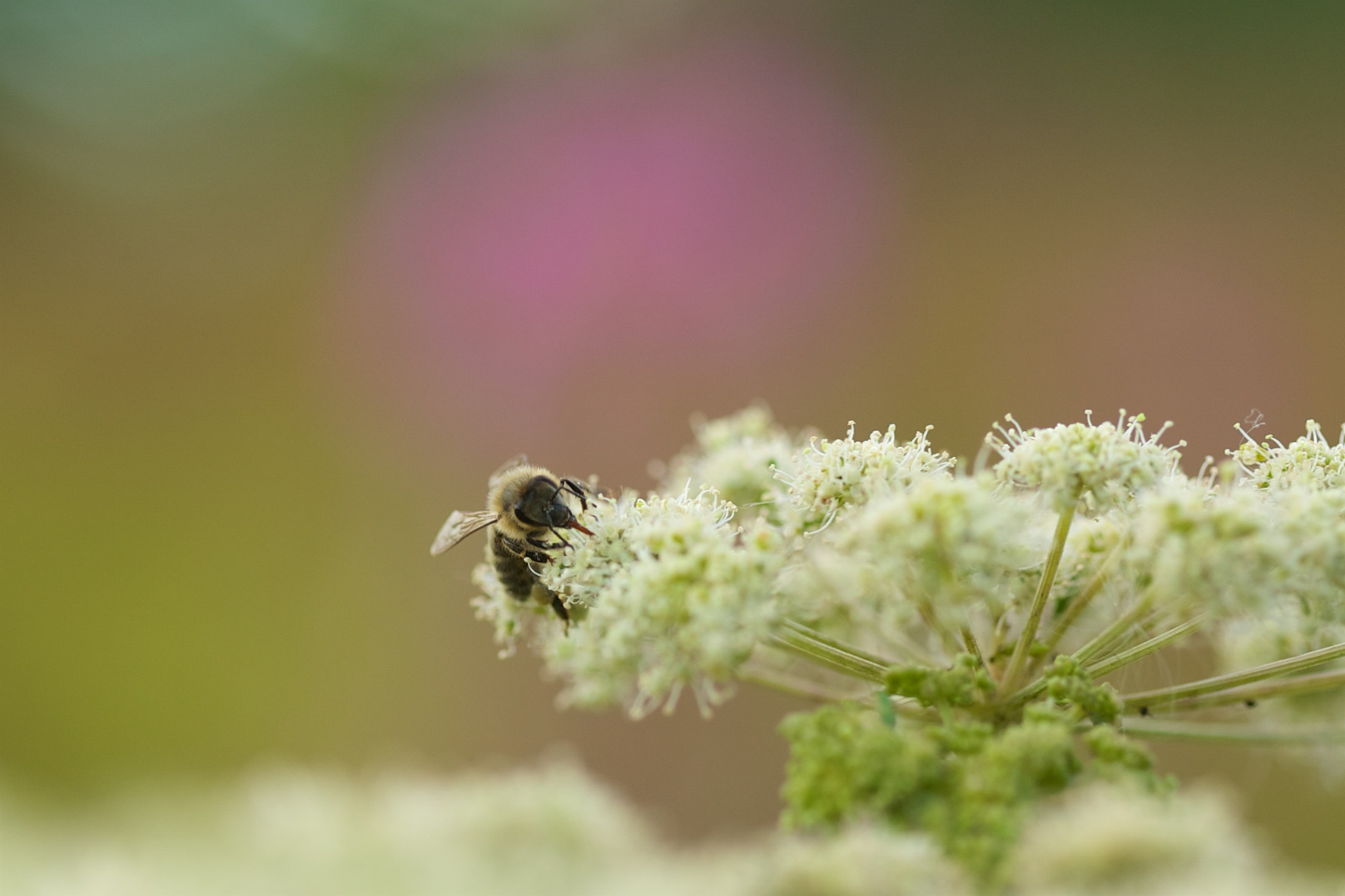 Canon EF 100mm F2.8 Macro USM sample photo. Feeding time photography