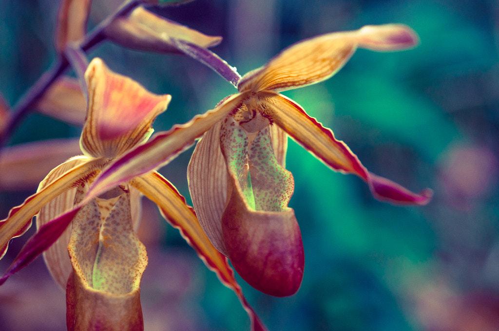 Nikon AF-S DX Micro Nikkor 40mm F2.8 sample photo. Phragmipedium orchid in bloom at kew gardens photography
