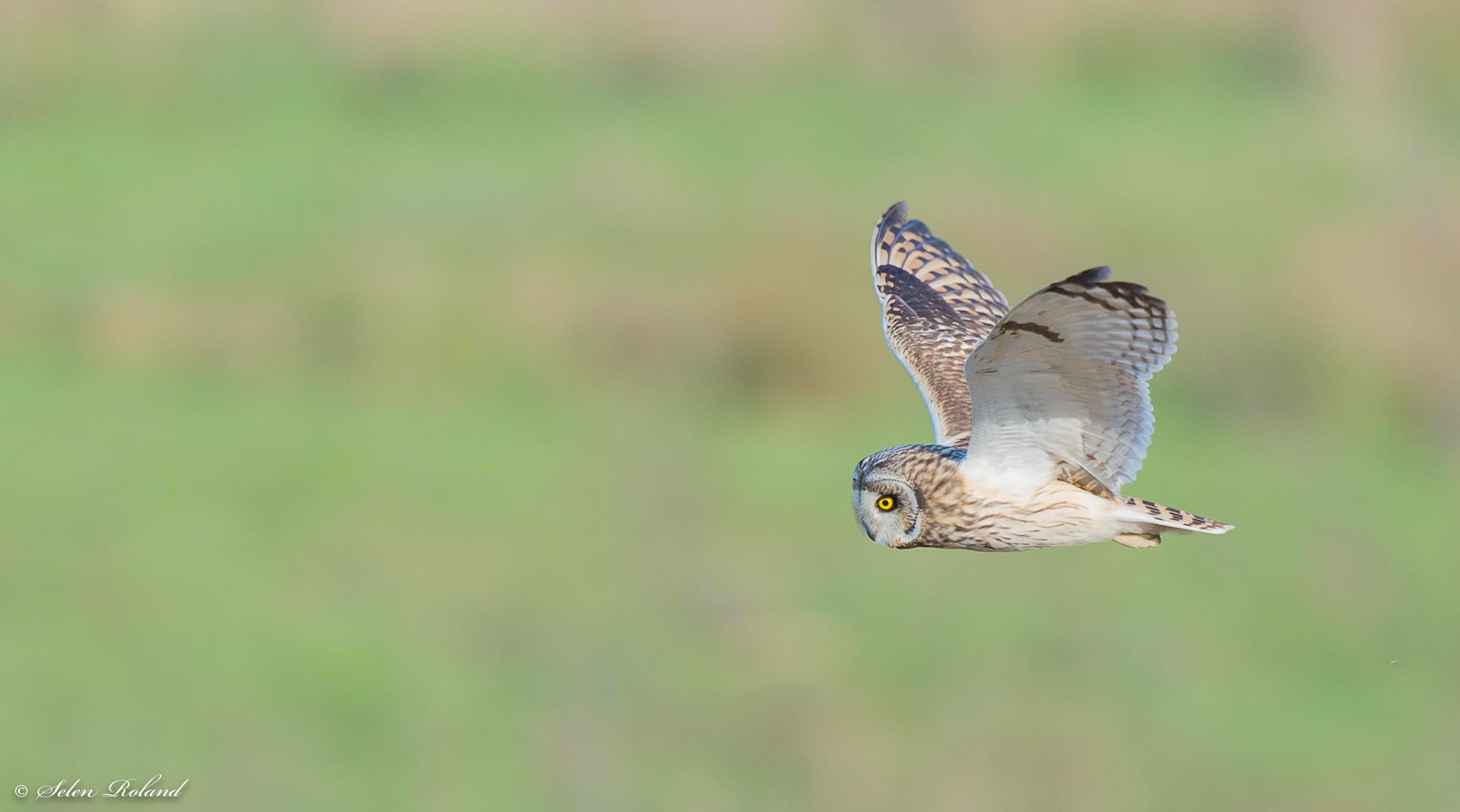 Nikon D4 + Nikon AF-S Nikkor 500mm F4G ED VR sample photo. Velduil - short-eared owl photography