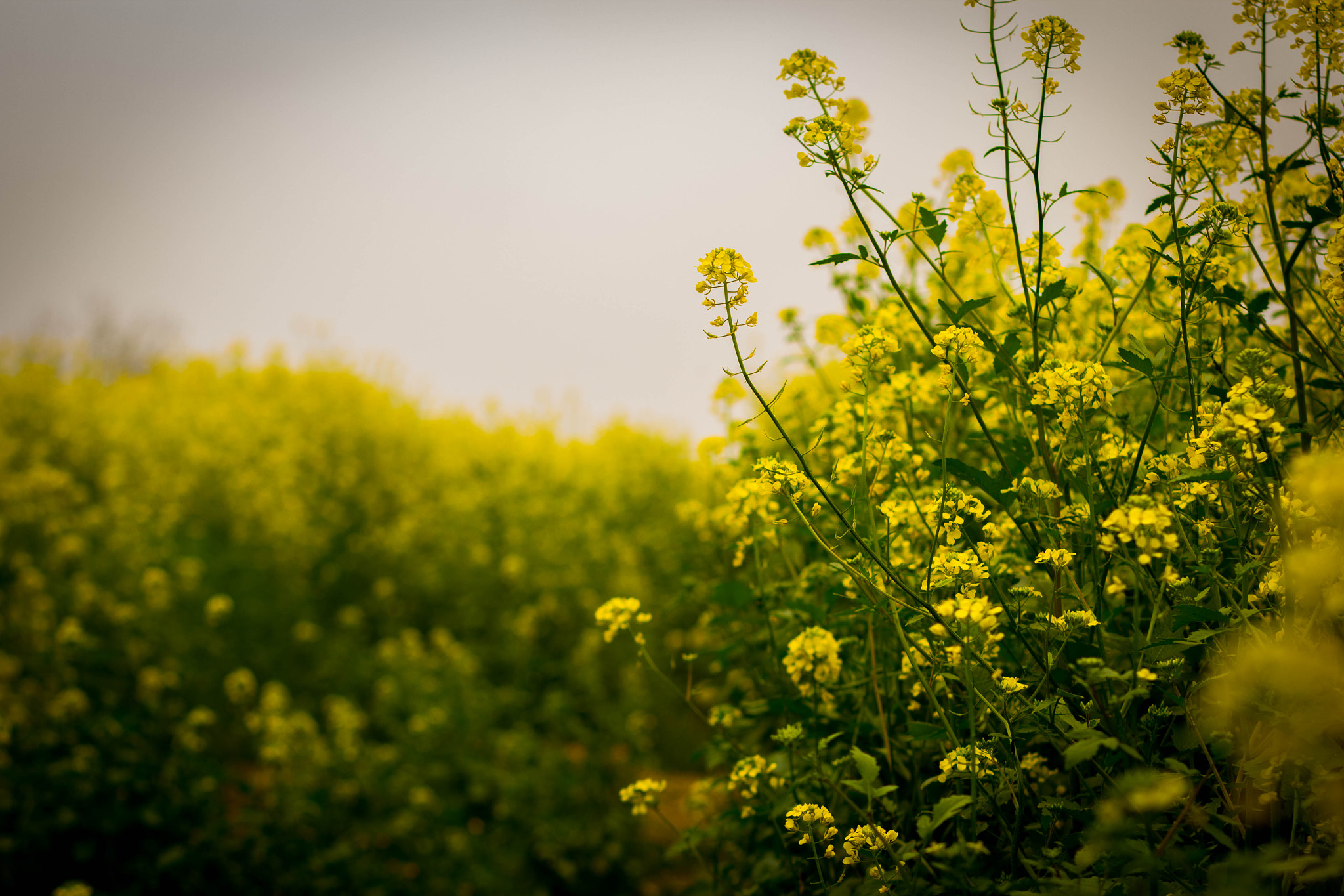 Canon EOS 60D + Canon EF 85mm F1.8 USM sample photo
