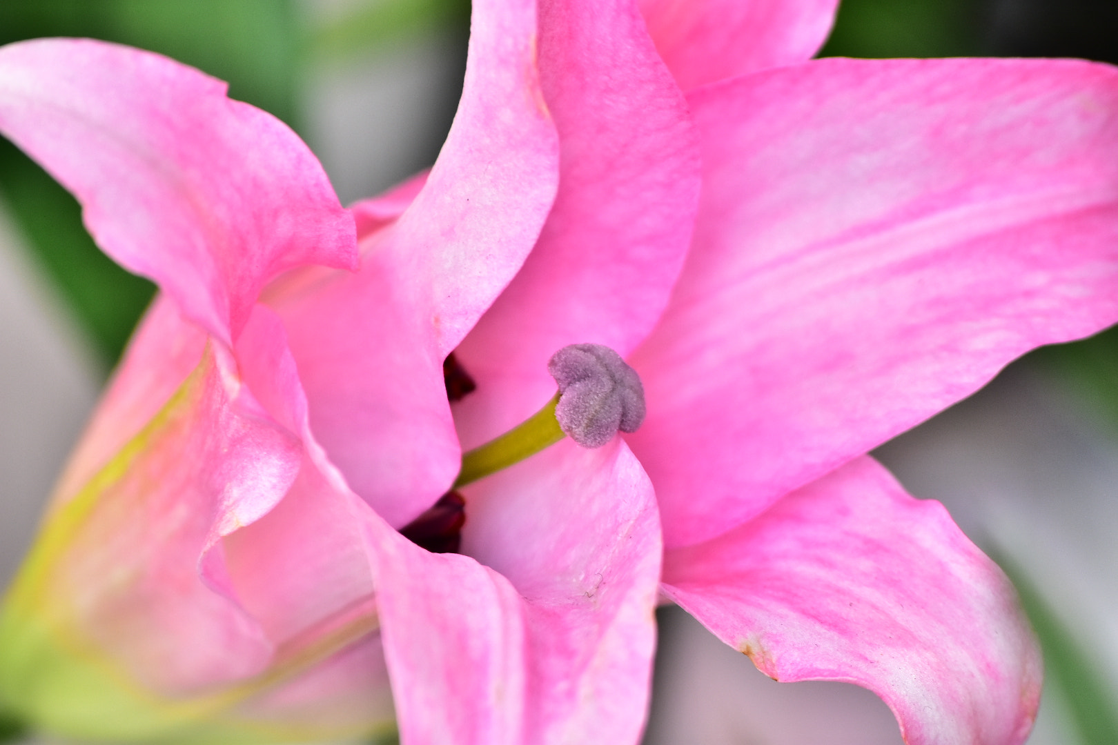 Sigma 70-300mm F4-5.6 APO Macro Super II sample photo. The art of nature photography