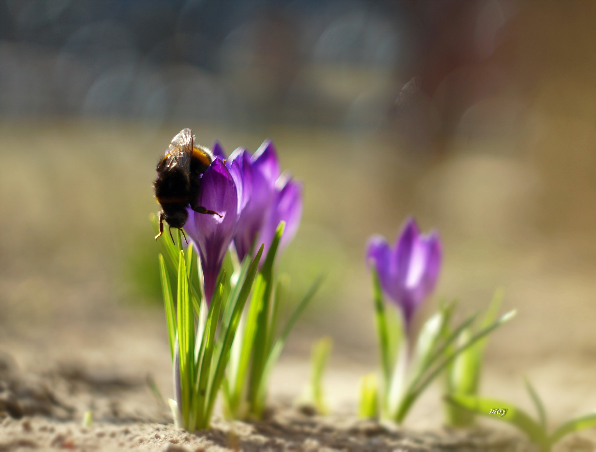 Sony SLT-A65 (SLT-A65V) + Minolta AF 50mm F1.7 sample photo. Bumblebee photography