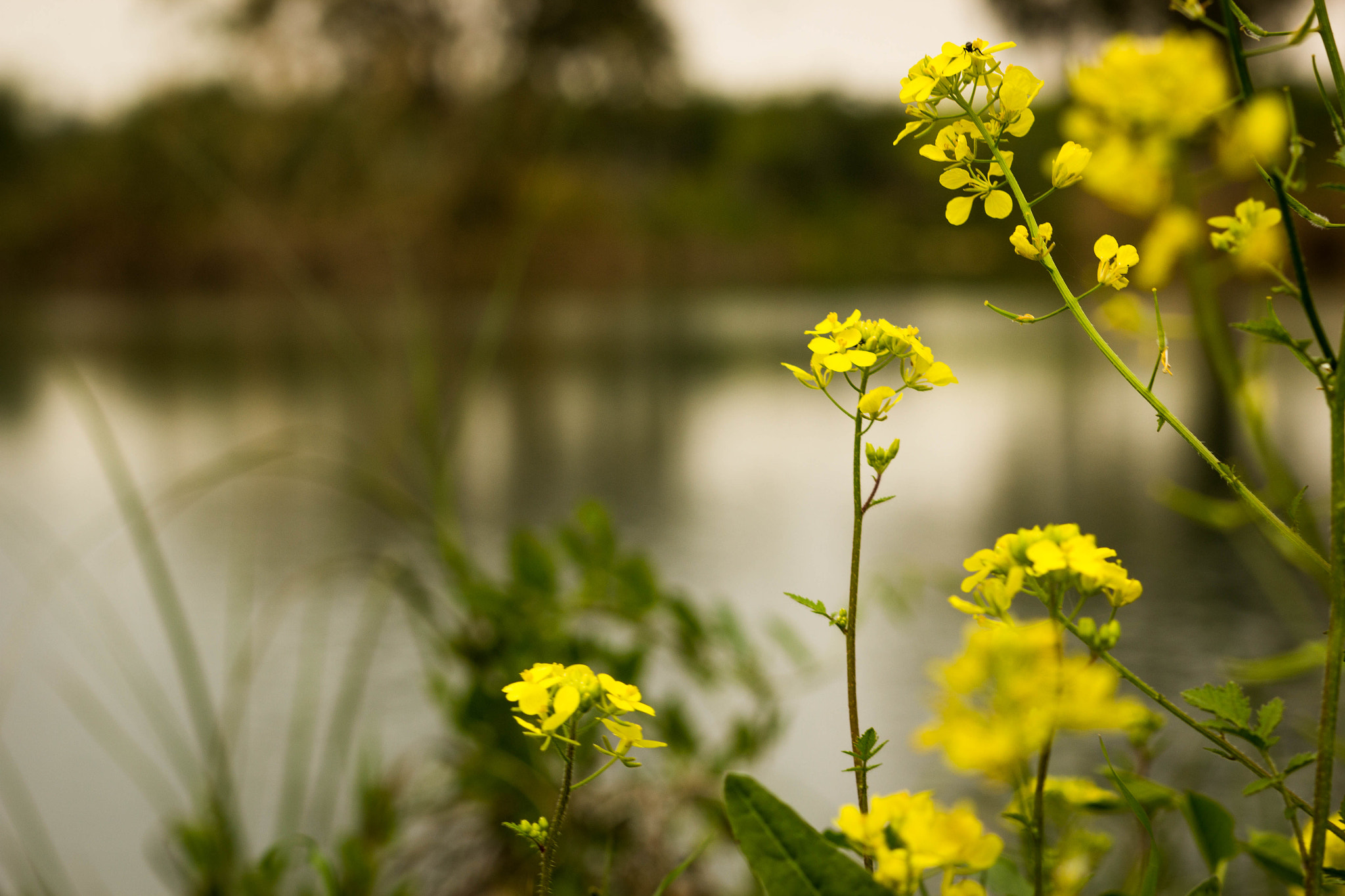 Canon EOS 60D + Canon EF 85mm F1.8 USM sample photo
