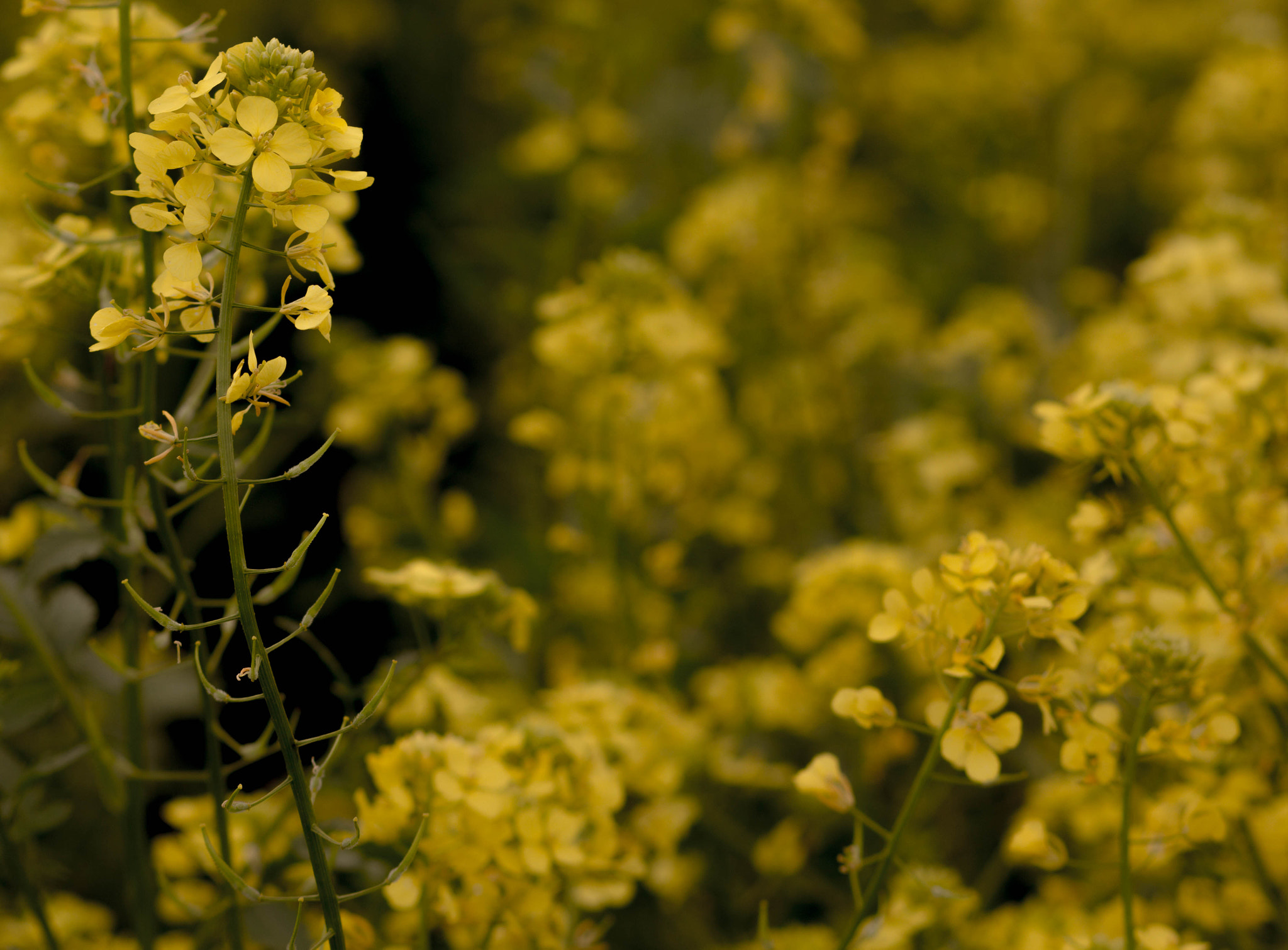 Canon EOS 60D + Canon EF 85mm F1.8 USM sample photo