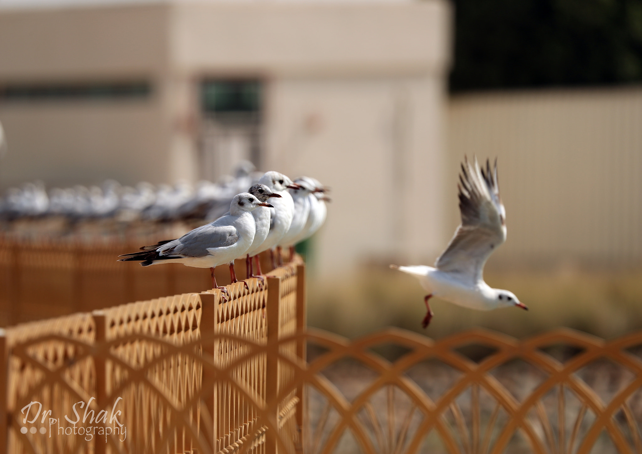 Canon EOS-1D X Mark II sample photo. Seagull photography