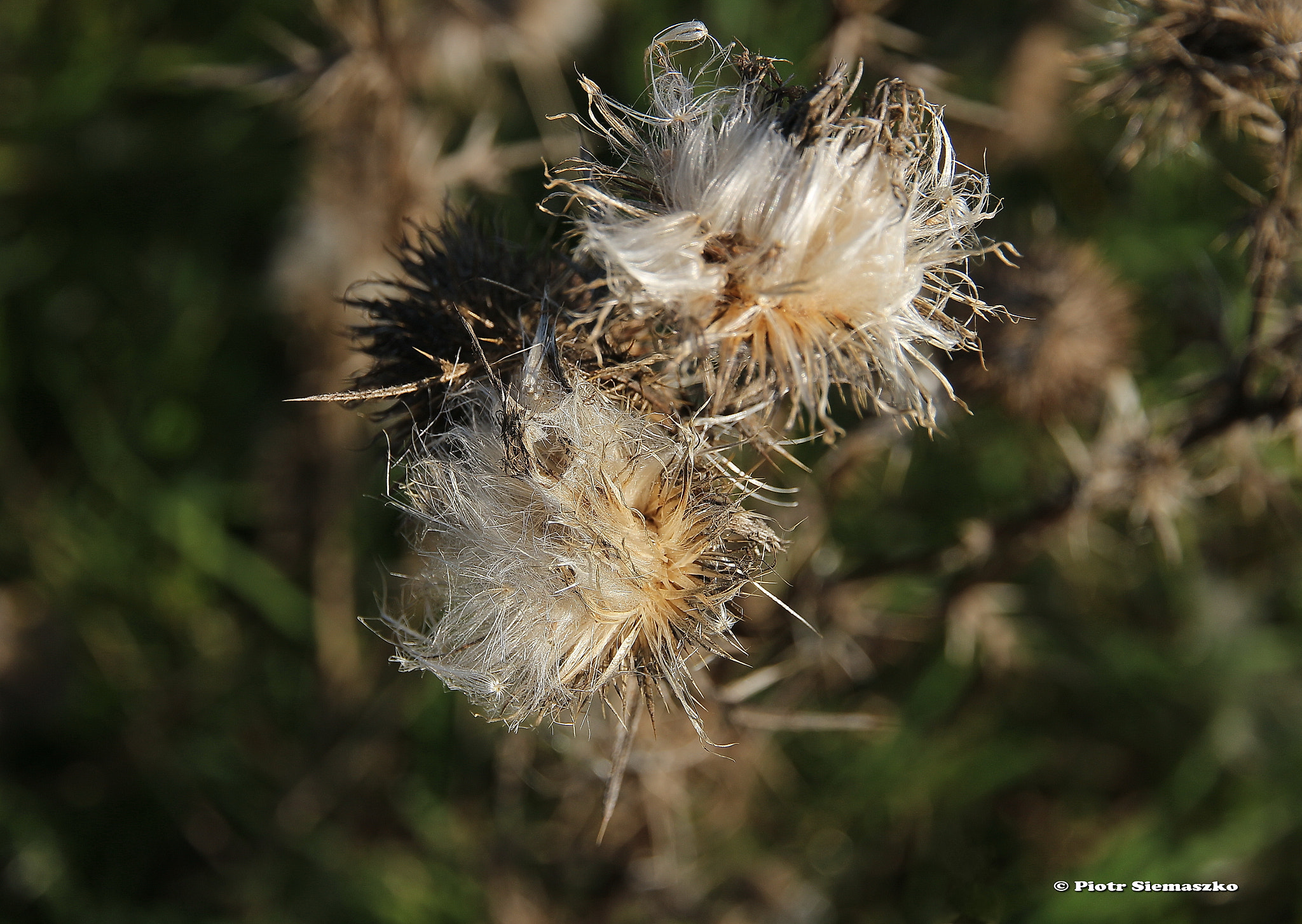 Canon EOS 100D (EOS Rebel SL1 / EOS Kiss X7) sample photo. "suszka" photography