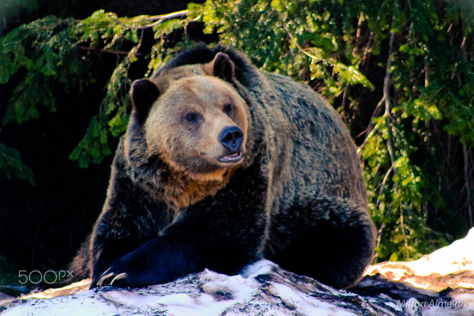 Canon EOS 1200D (EOS Rebel T5 / EOS Kiss X70 / EOS Hi) sample photo. Grizzly bear photography